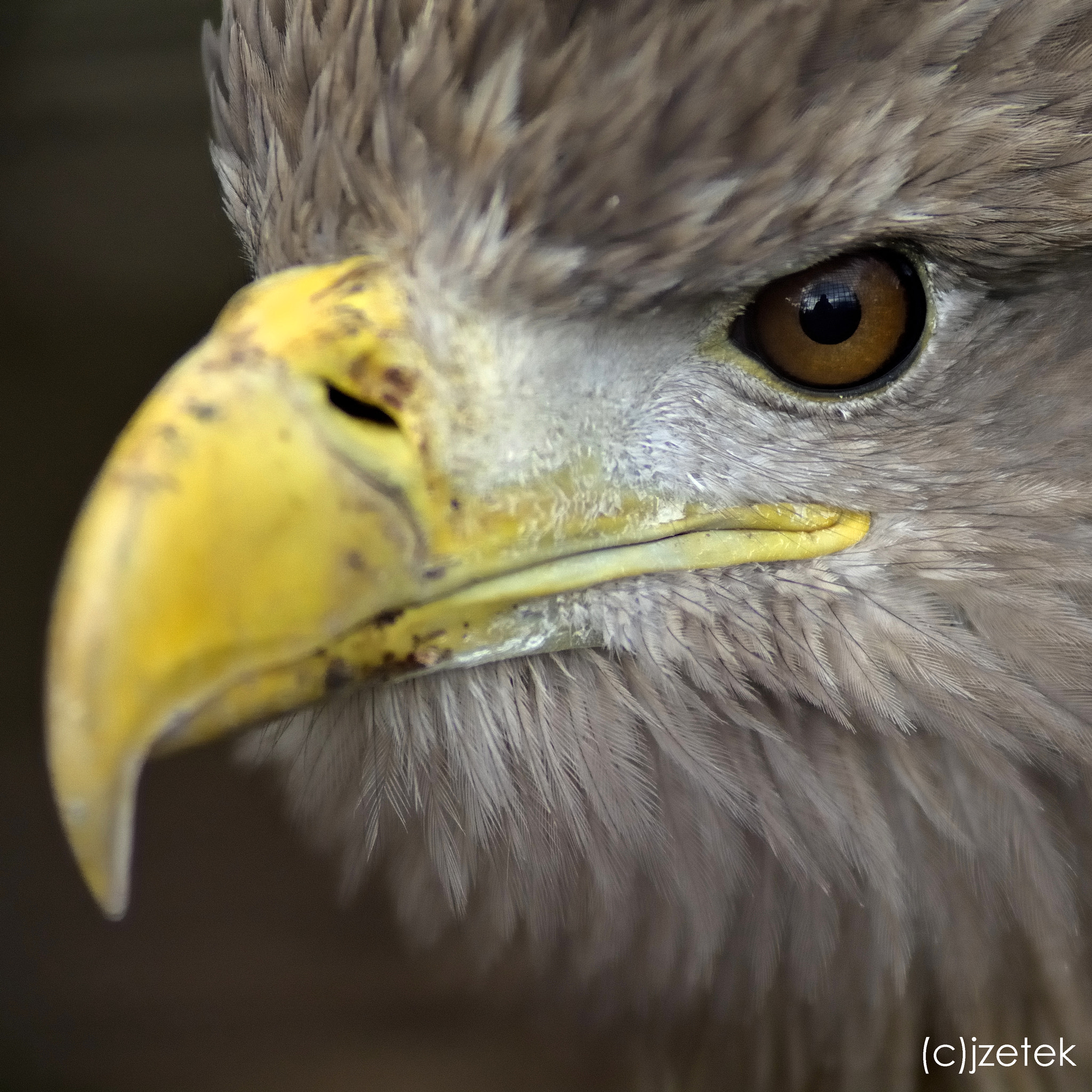 Nikon D7100 + AF Nikkor 180mm f/2.8 IF-ED sample photo. Dsc_2670.jpg photography