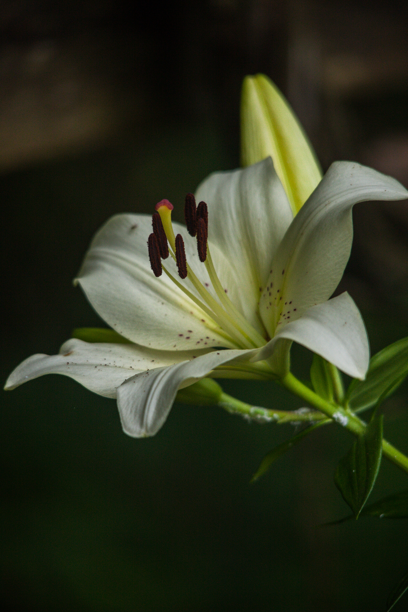 Sigma 150-500mm F5-6.3 DG OS HSM sample photo. White oriental photography