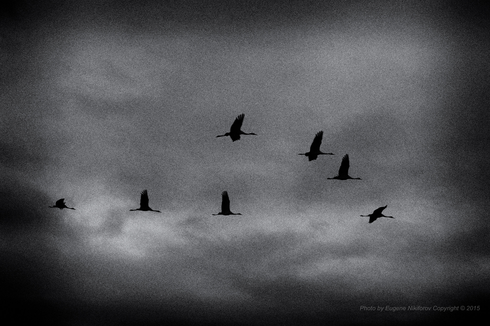 Leica M9 + Leica Noctilux-M 50mm F0.95 ASPH sample photo. Flight,  hula valley, israel photography