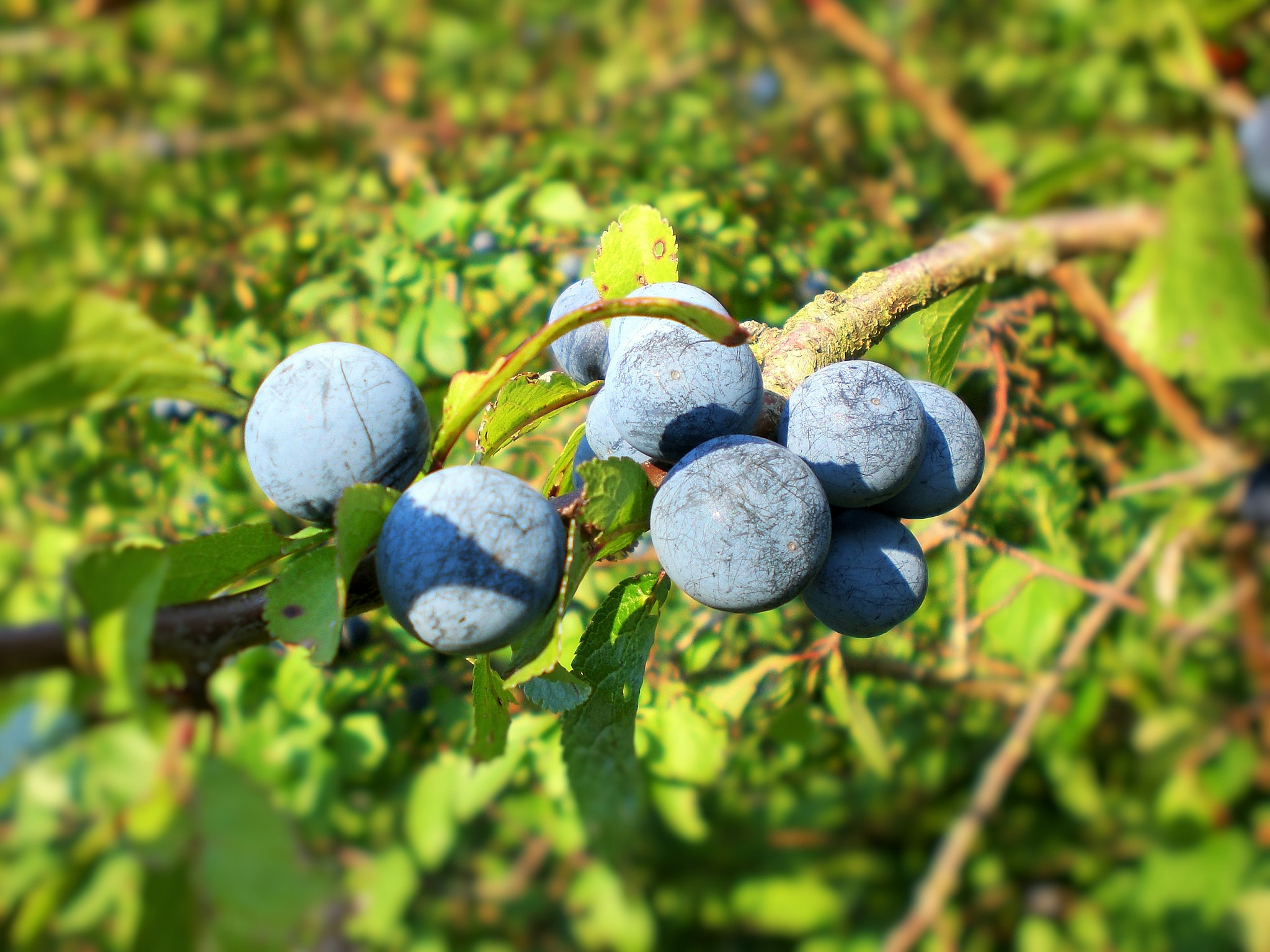 CASIO EX-Z75 sample photo. Blue sloes () photography
