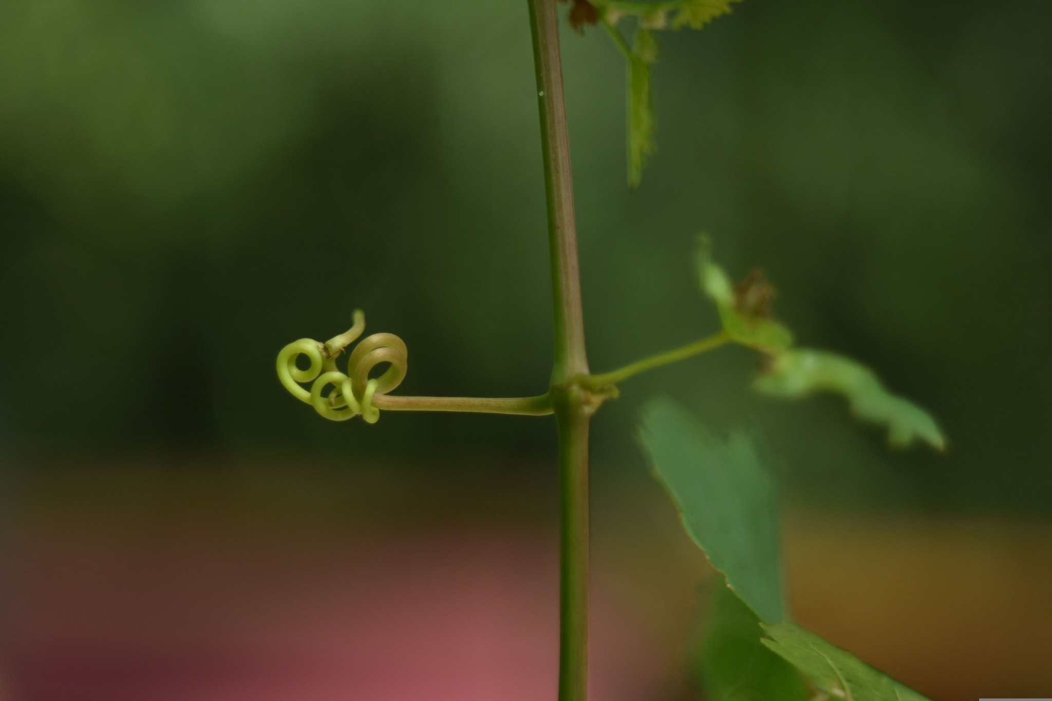 Nikon D7200 + AF Nikkor 50mm f/1.8 sample photo. Baby hand photography