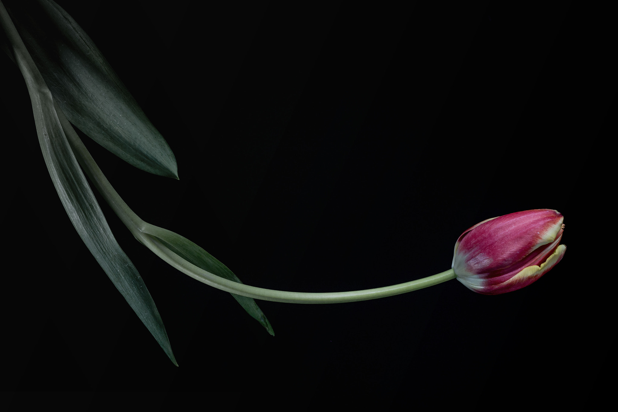 Sigma 19mm F2.8 DN Art sample photo. Tulipan photography
