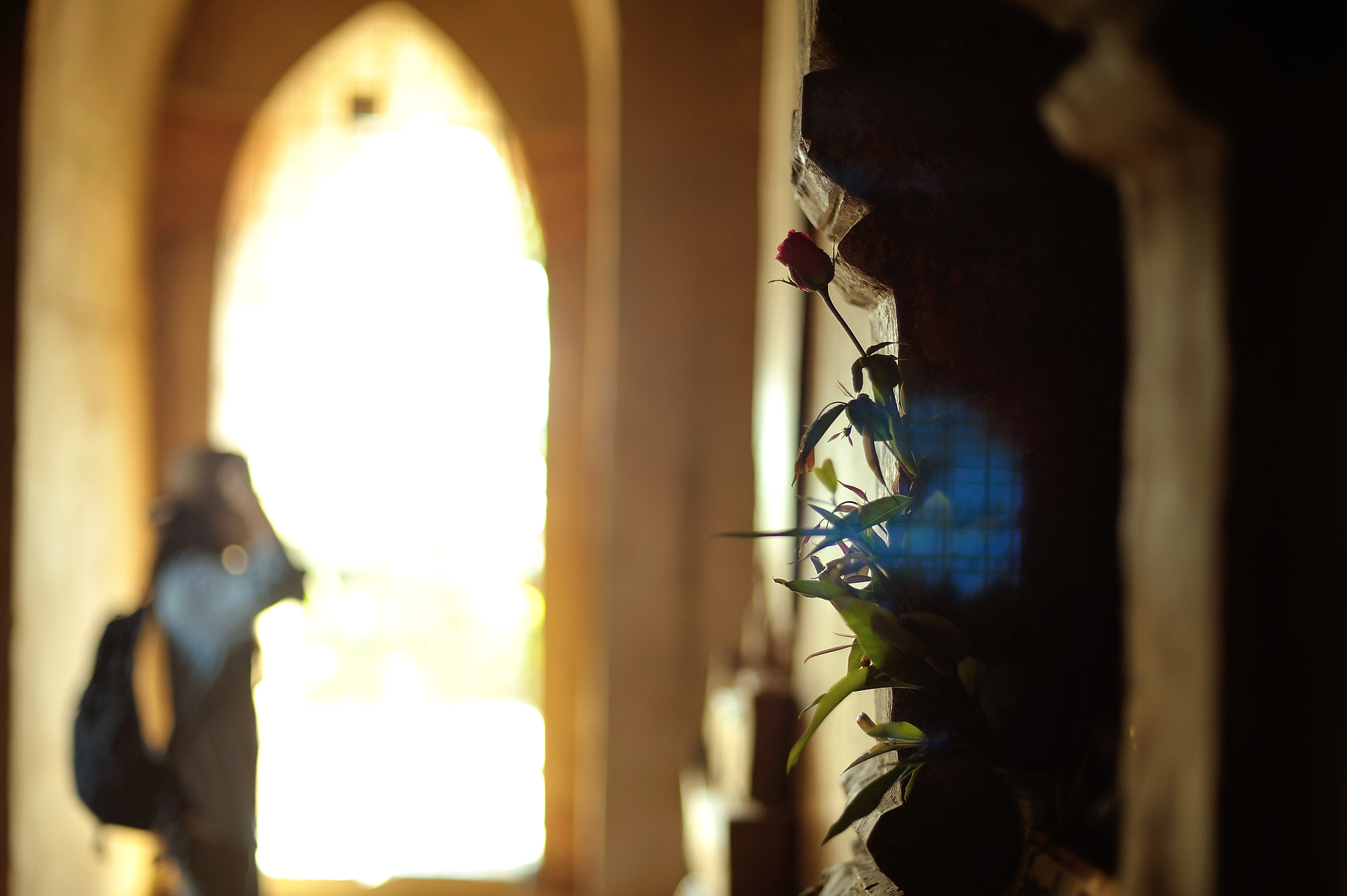 Nikon D700 + Voigtlander Nokton 58mm F1.4 SLII sample photo. A rose photography