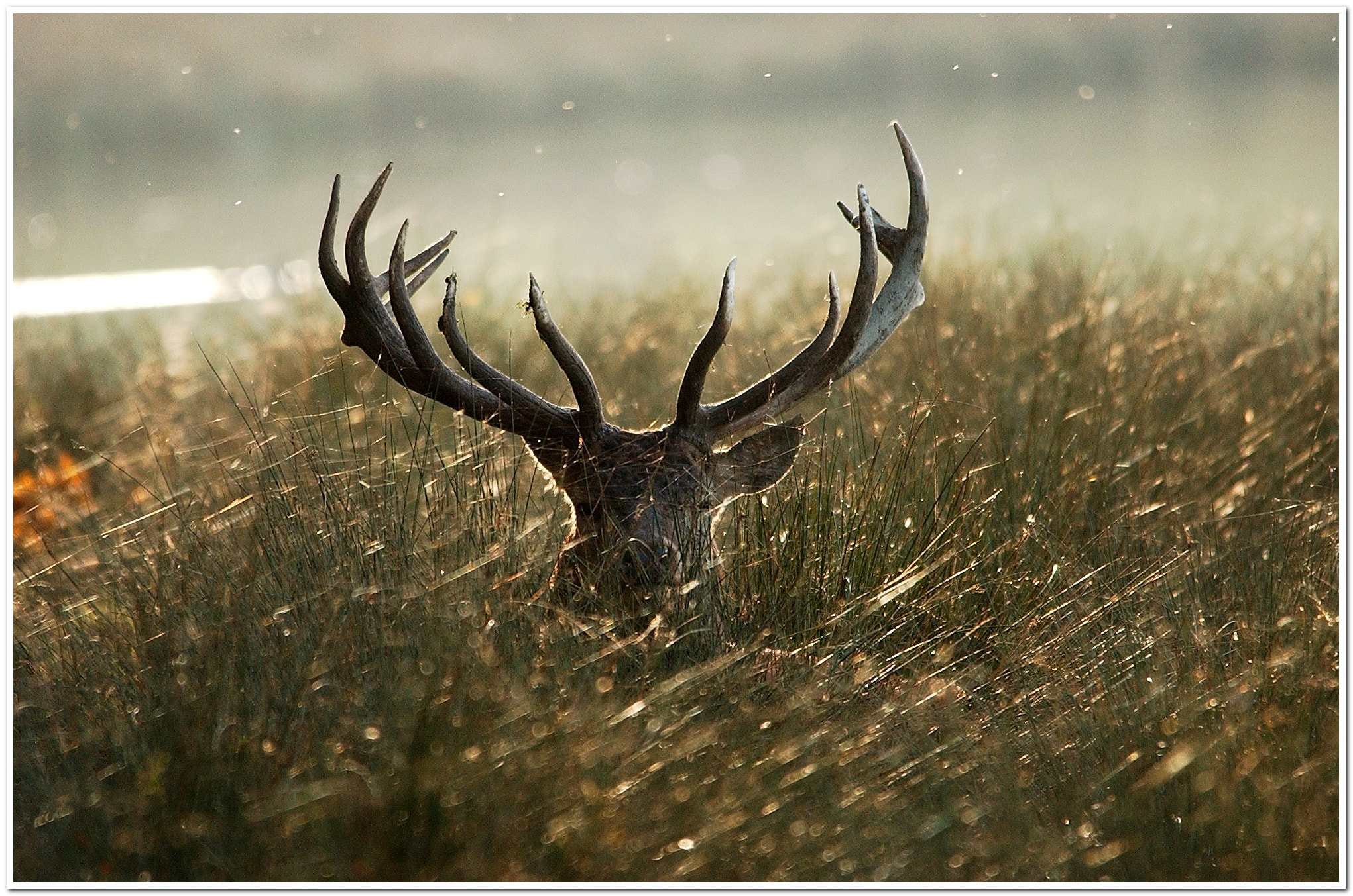 Nikon D1H sample photo. Deer, evening sun. photography