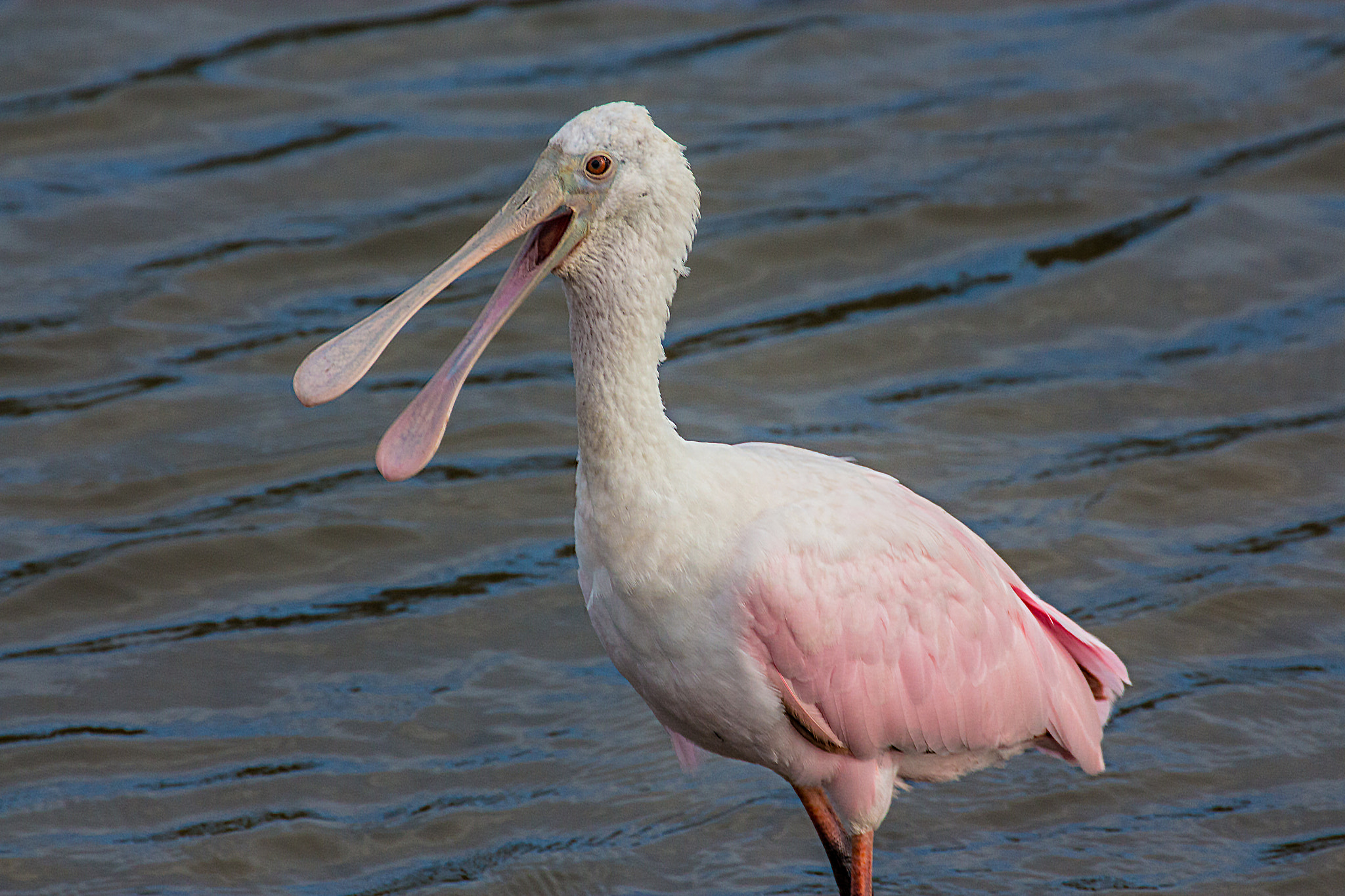 Canon EOS 700D (EOS Rebel T5i / EOS Kiss X7i) + Canon EF 70-300mm F4-5.6L IS USM sample photo. Roseate spoonbill enunciating photography