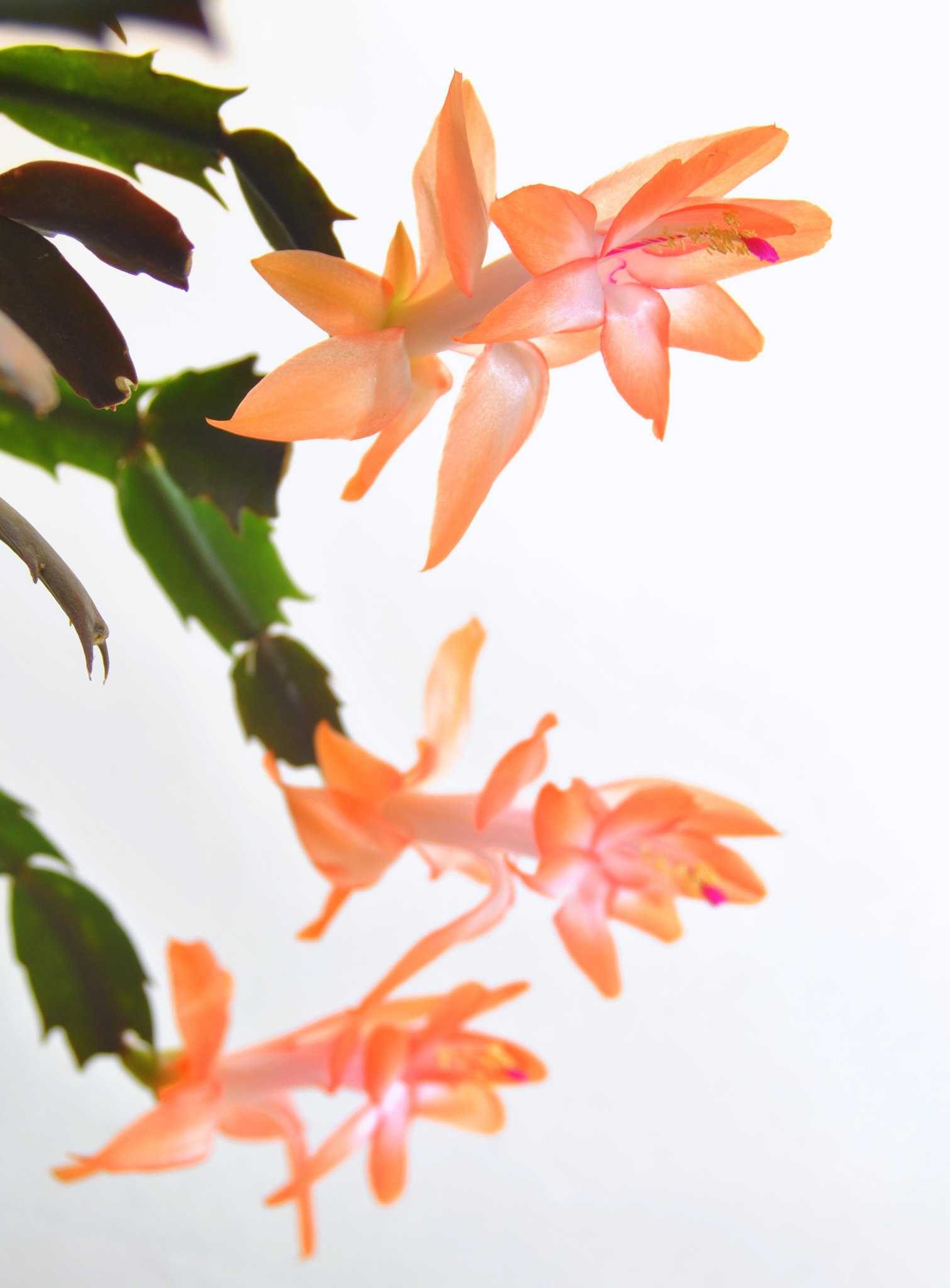 Sigma 28-90mm F3.5-5.6 Macro sample photo. Orange christmas cactus flowers photography