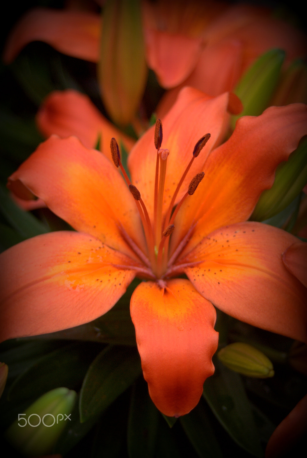 Sigma 28-90mm F3.5-5.6 Macro sample photo. Orange asiatic lily photography