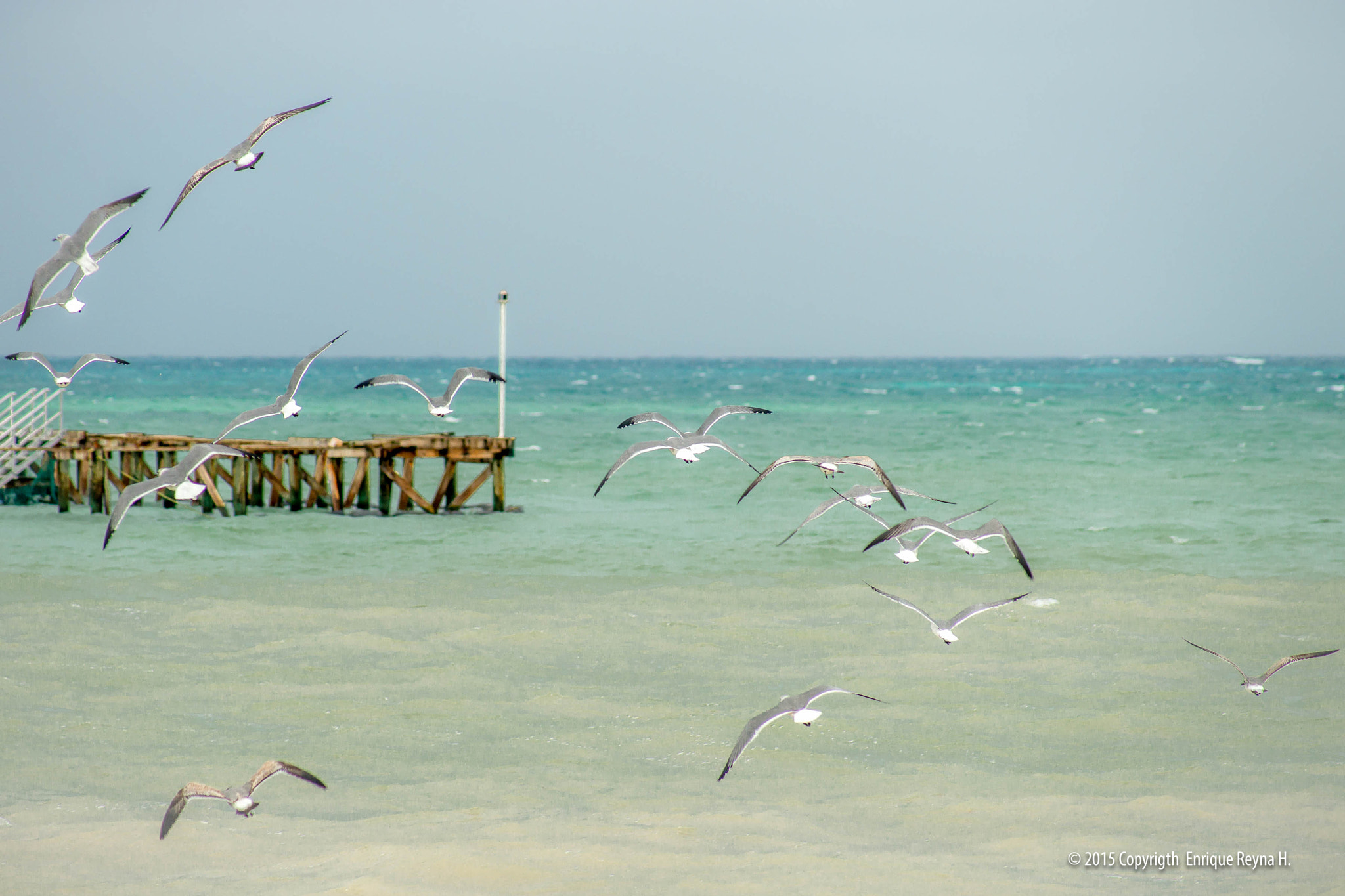 Sony 75-300mm F4.5-5.6 sample photo. Seagulls cancun photography