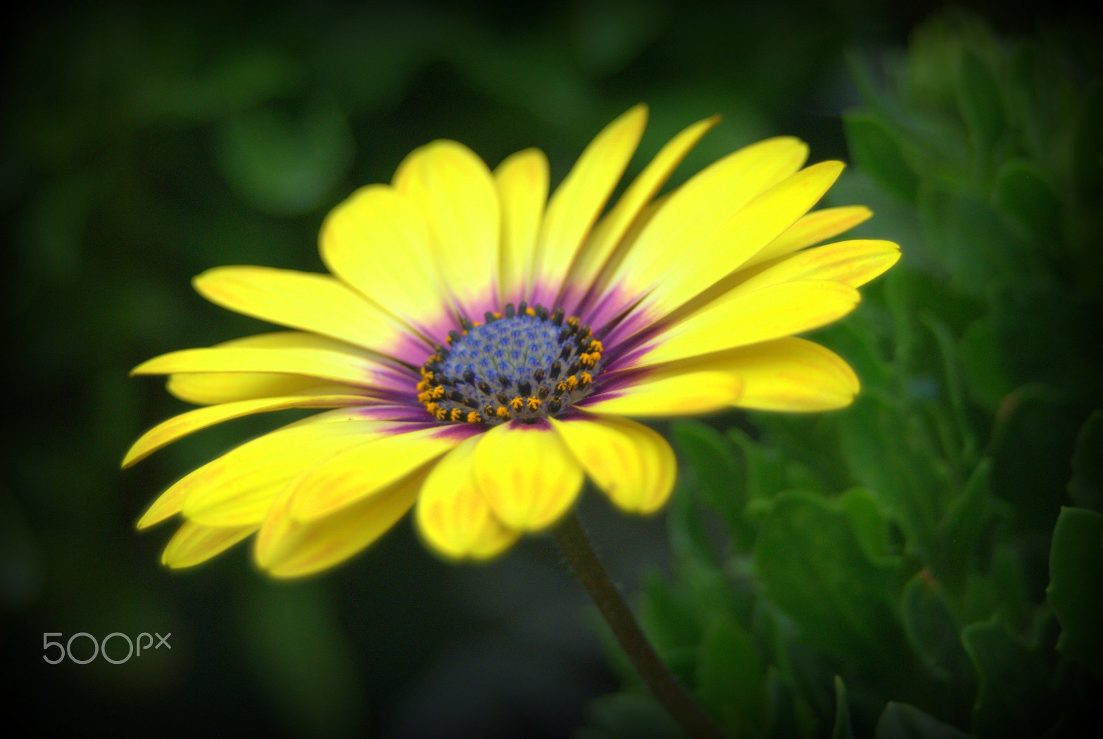 Sigma 28-90mm F3.5-5.6 Macro sample photo. Yellow african daisy photography