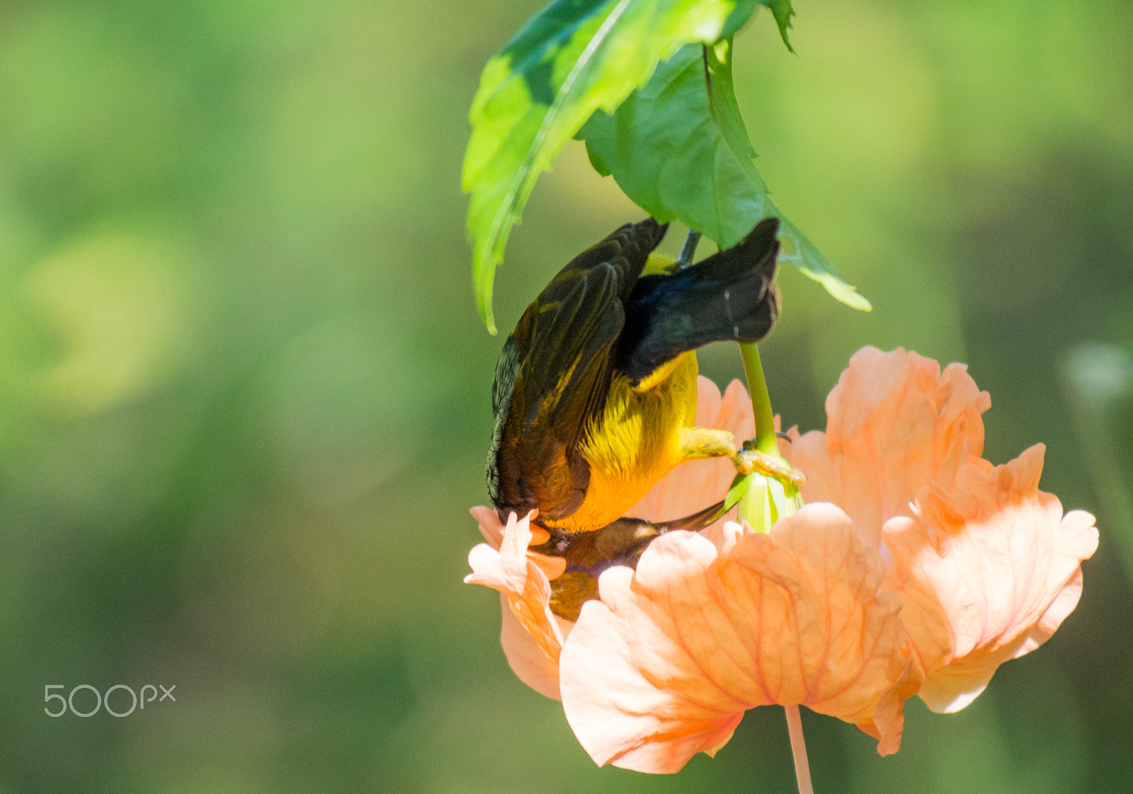 Olympus OM-D E-M5 sample photo. Brown-throated sunbird feeding on nectar photography