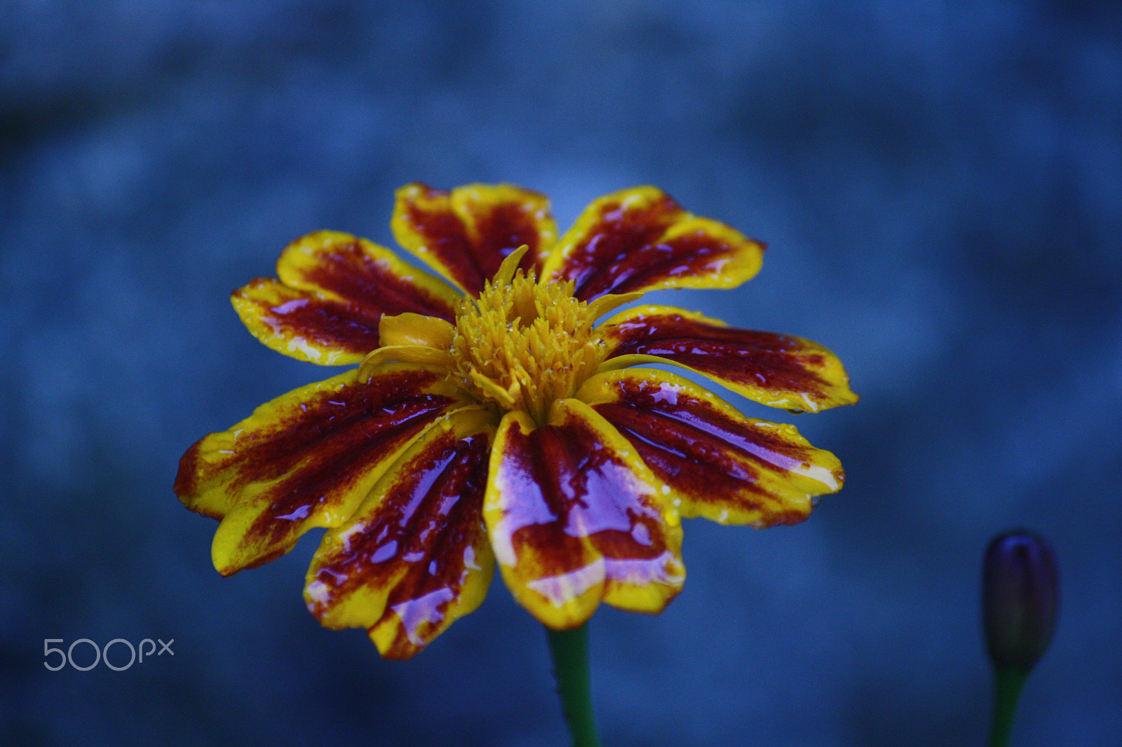 Canon EOS 1000D (EOS Digital Rebel XS / EOS Kiss F) sample photo. Morning star photography
