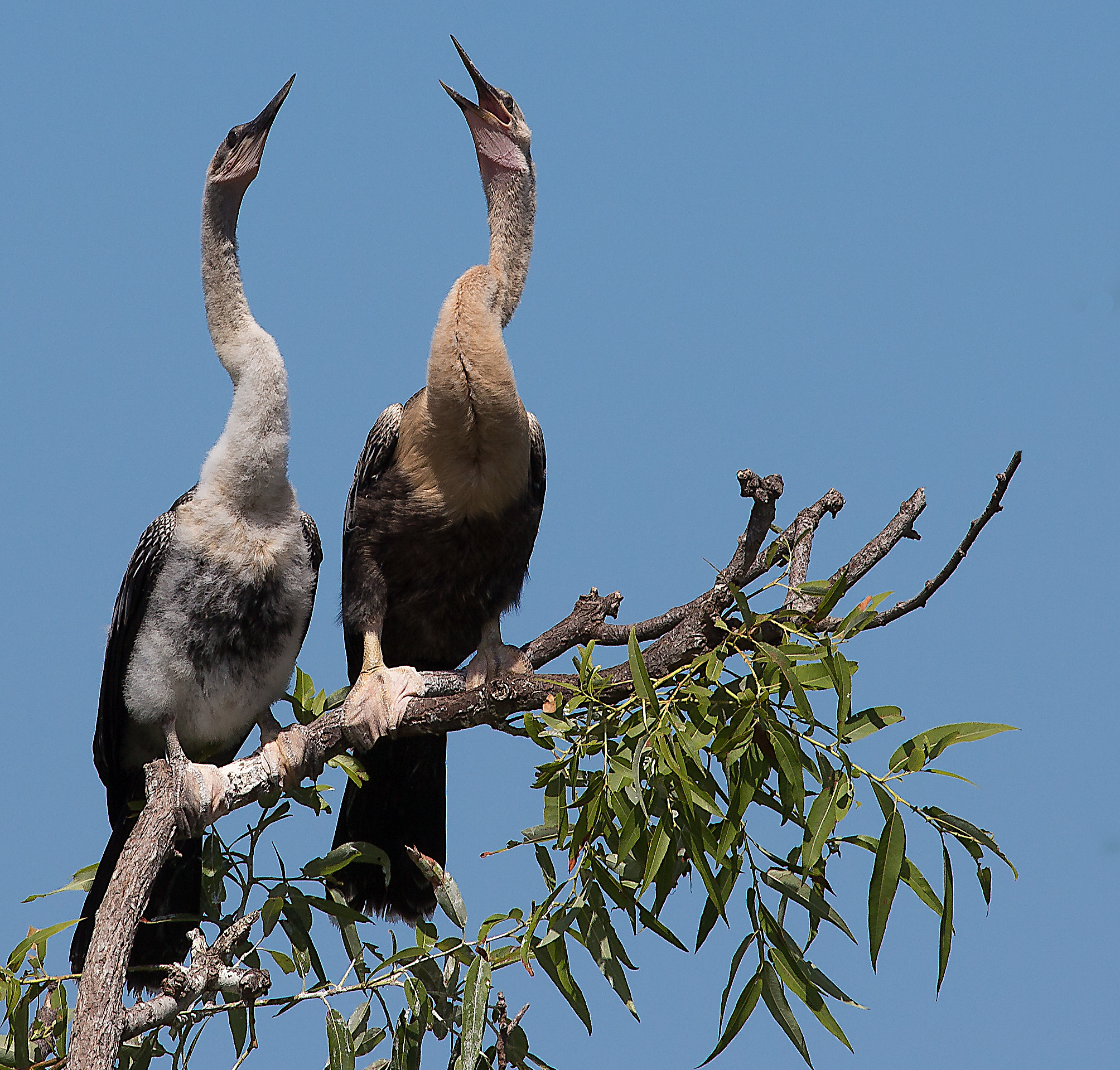 Canon EF 70-300mm F4-5.6L IS USM sample photo. Hungry anhingas photography