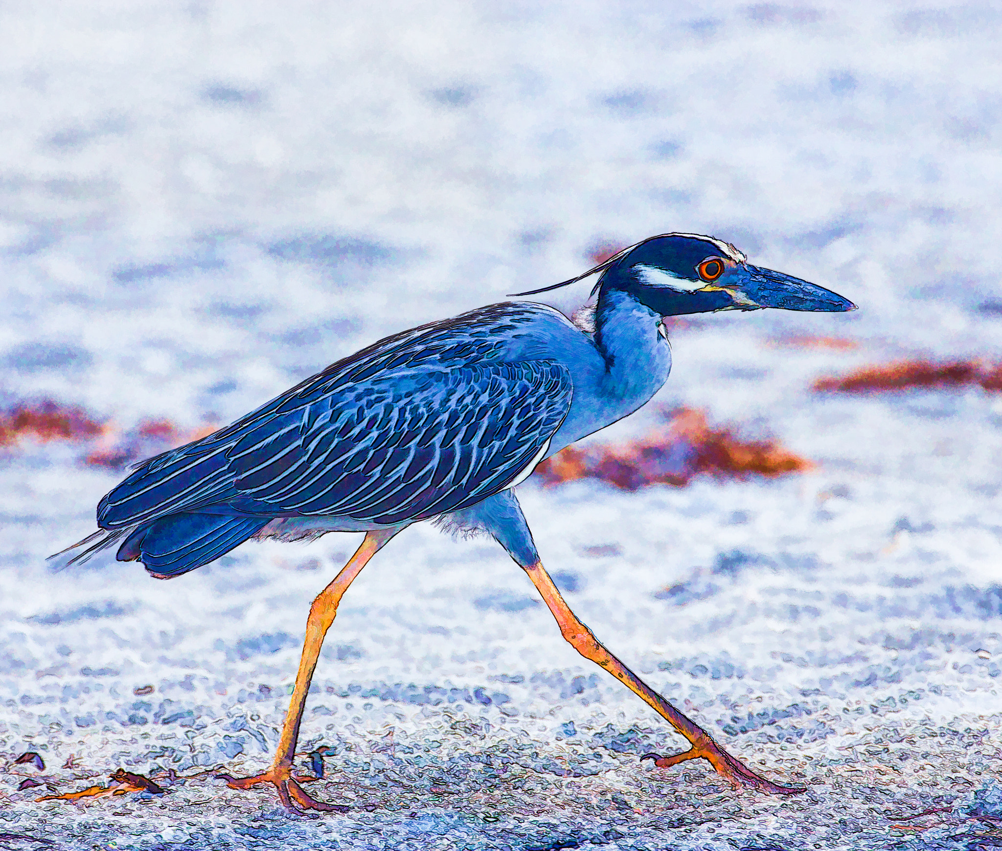 Canon EOS 700D (EOS Rebel T5i / EOS Kiss X7i) + Canon EF 70-300mm F4-5.6L IS USM sample photo. Yellow-crowned night heron pacing the beach photography