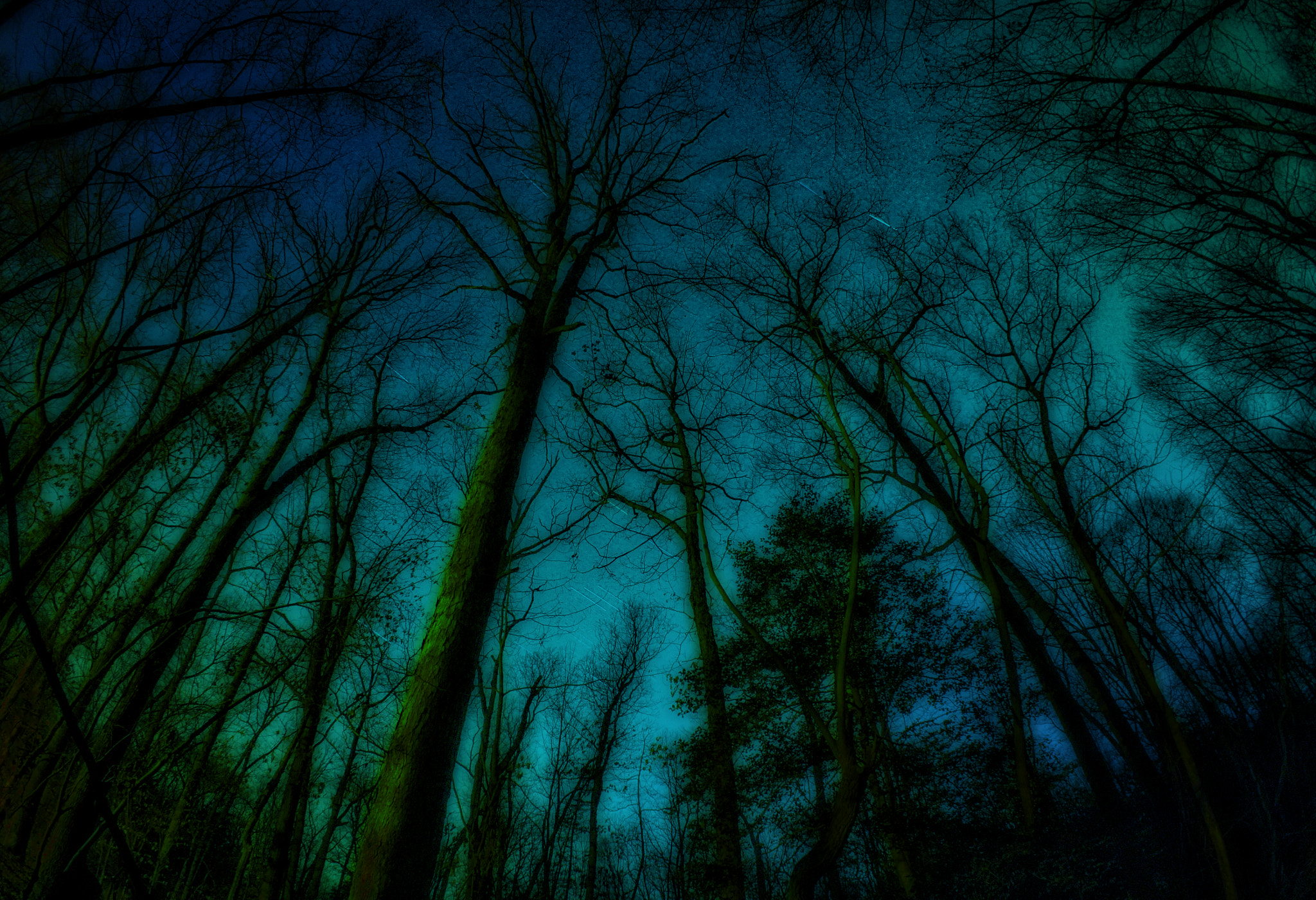 Sony Alpha NEX-3 + Sony E 16mm F2.8 sample photo. Among the trees photography