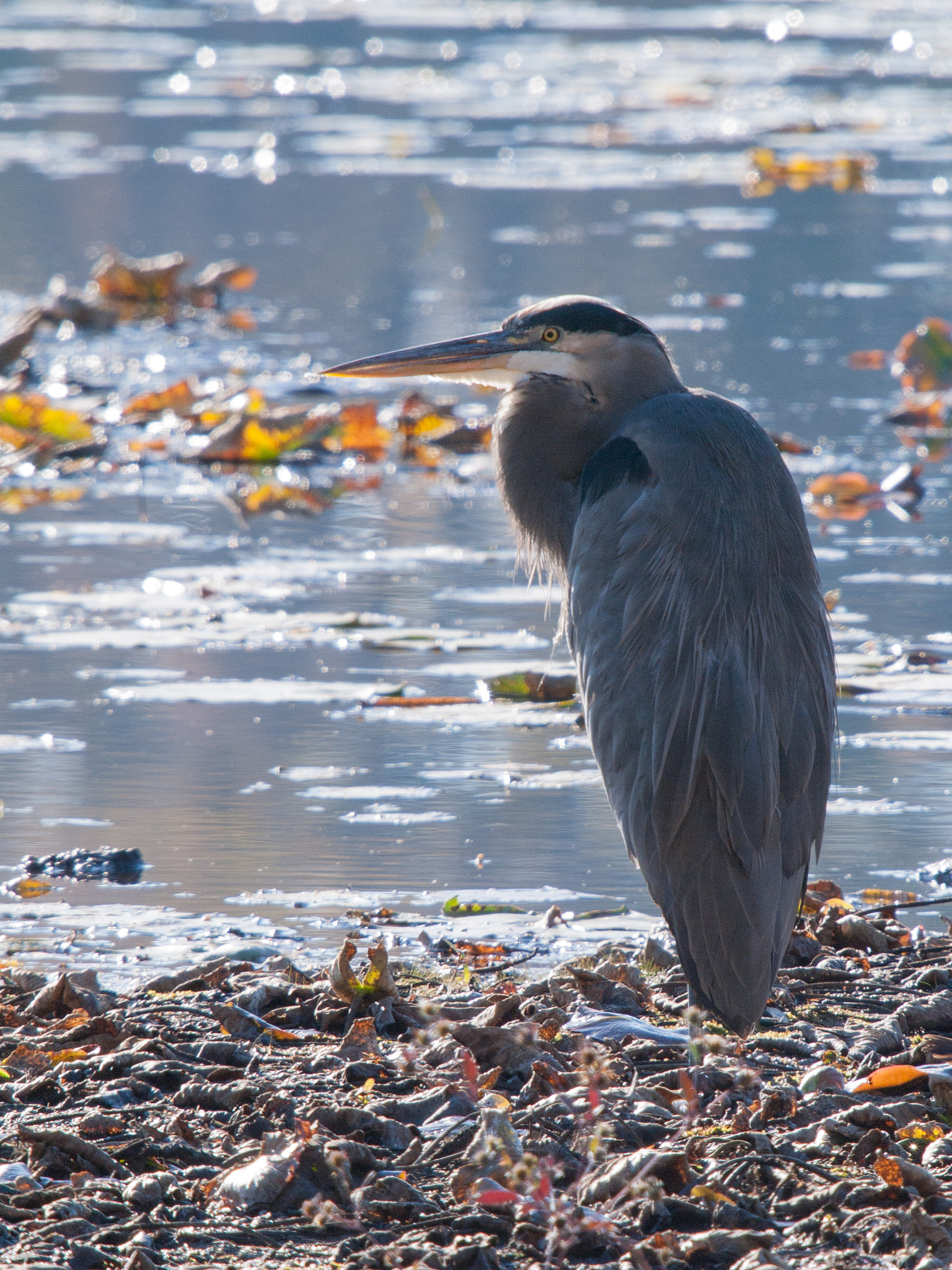 Panasonic Lumix DMC-L1 sample photo. Iron lake heron photography