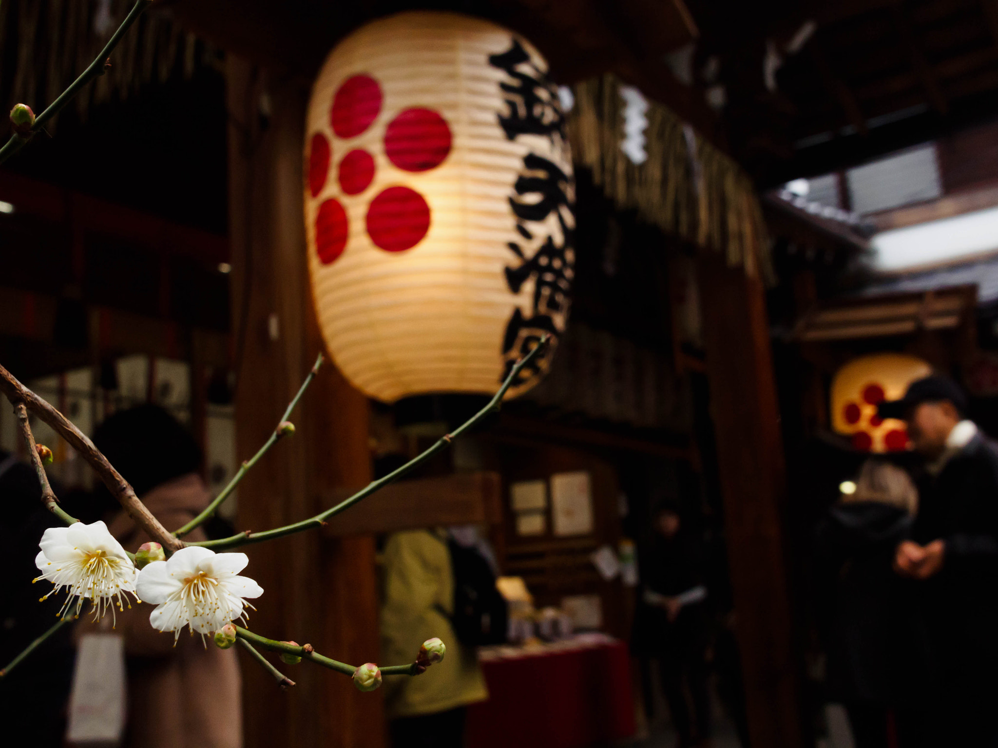 Olympus PEN E-PL6 + Sigma 19mm F2.8 DN Art sample photo. Plum flowers and lanterns photography