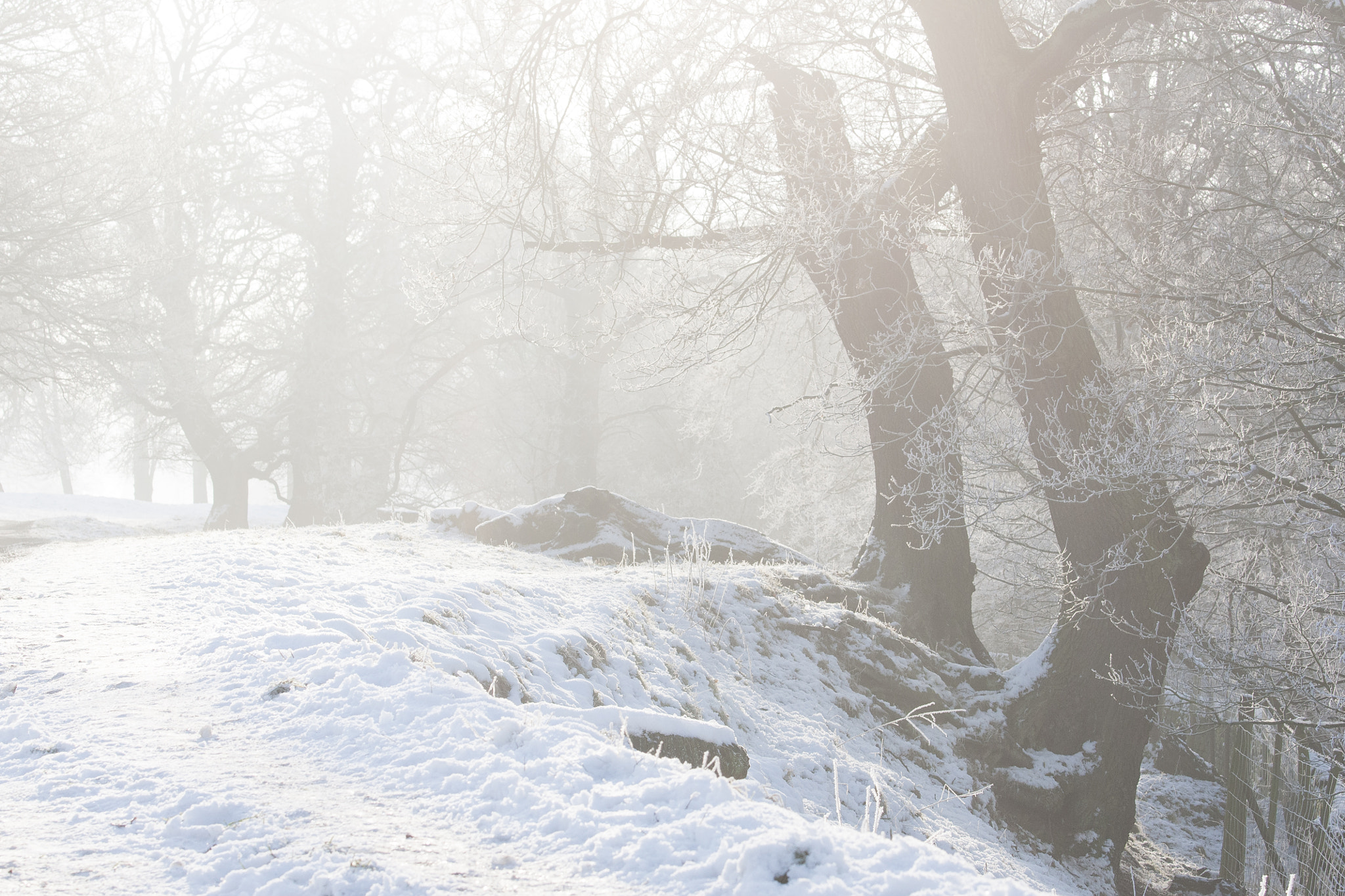 Sony 70-400mm F4-5.6 G SSM II sample photo. Chatsworth, derbyshire photography