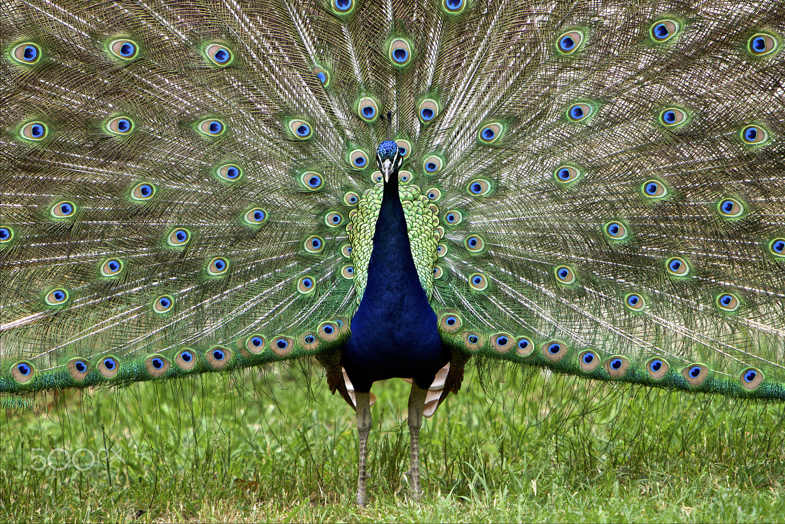 Canon EF 70-200mm F2.8L IS USM sample photo. Peacock photography