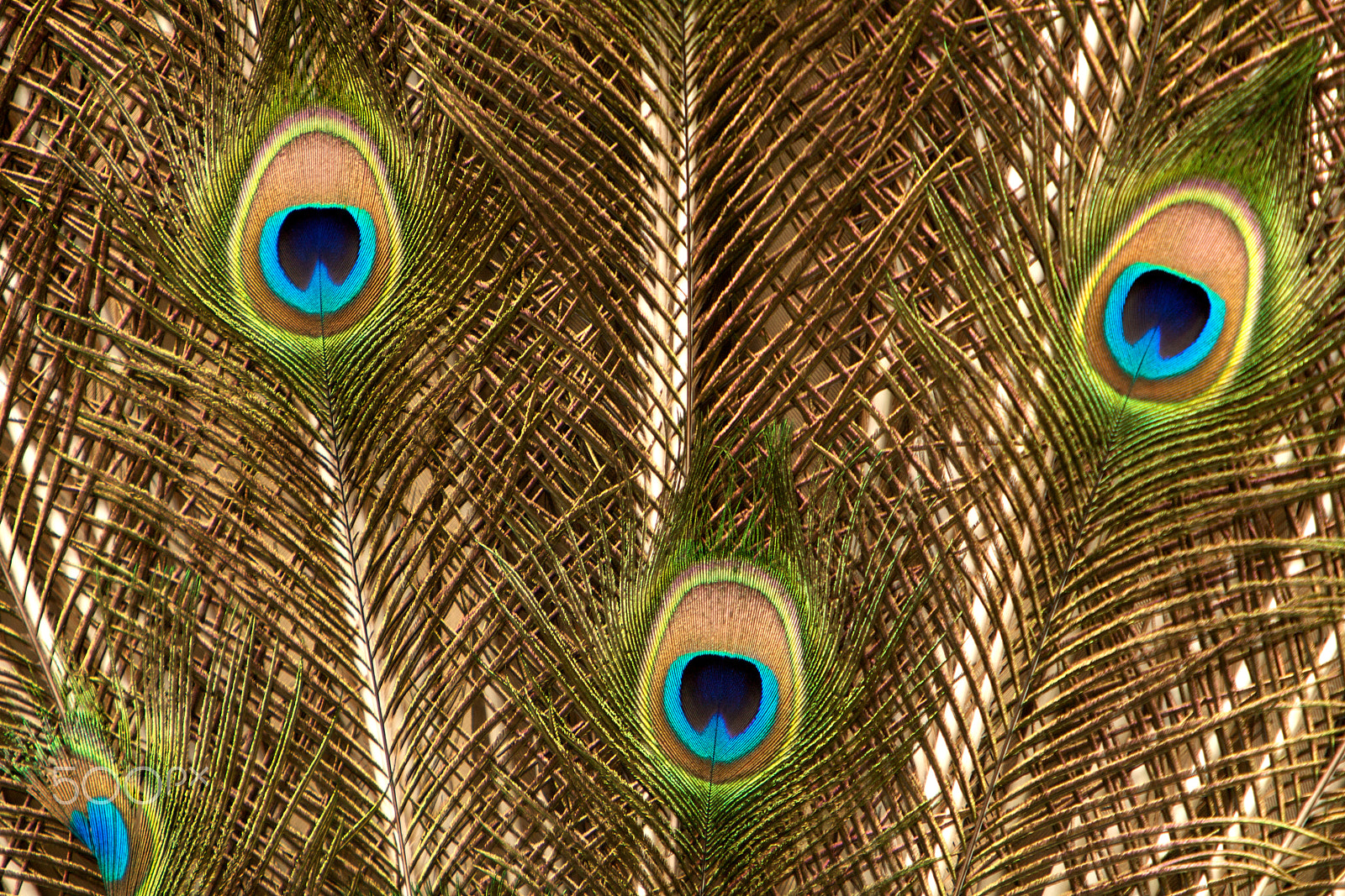 Canon EOS 5D + Canon EF 70-200mm F2.8L IS USM sample photo. Peacock feather photography