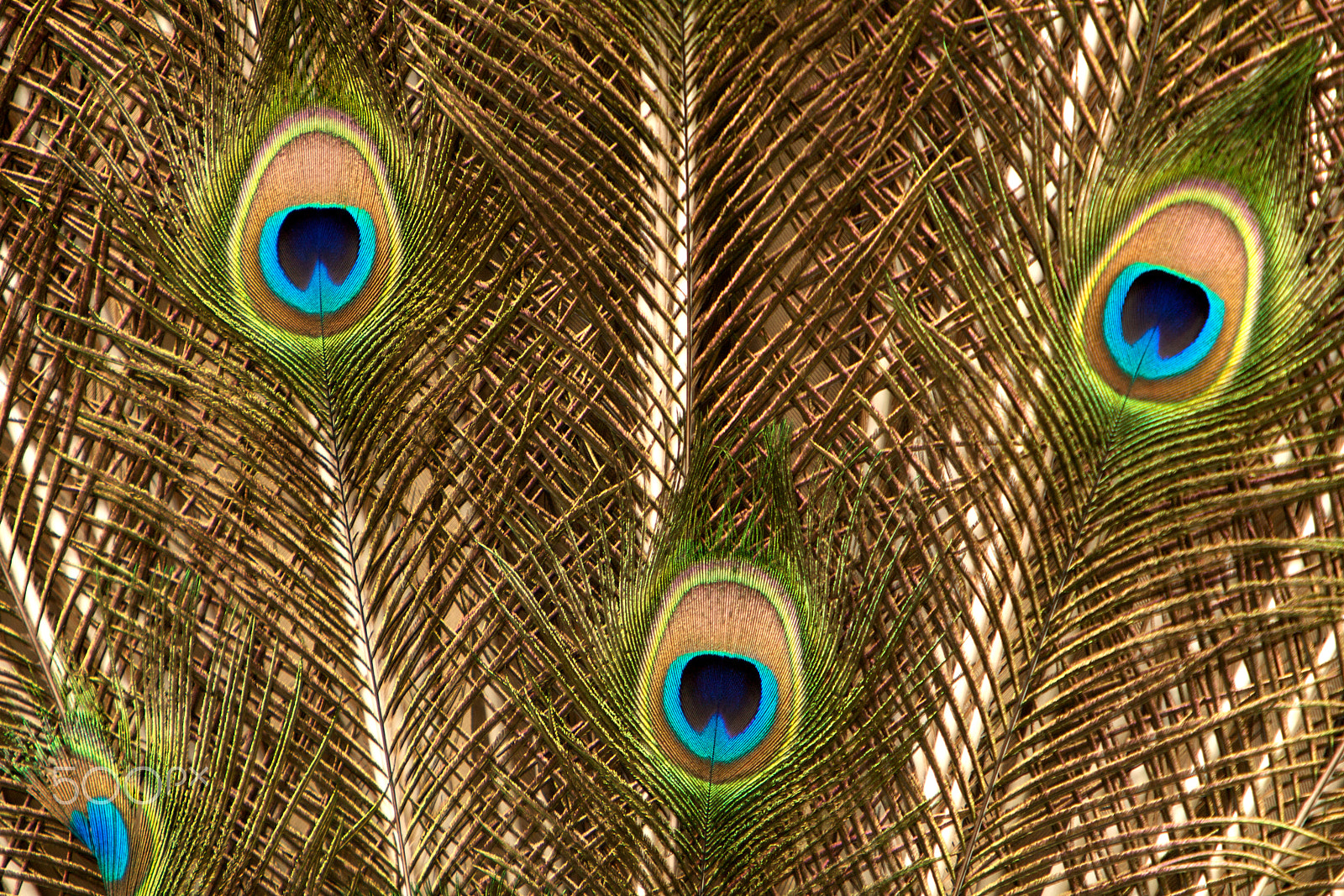 Canon EF 70-200mm F2.8L IS USM sample photo. Peacock feather photography