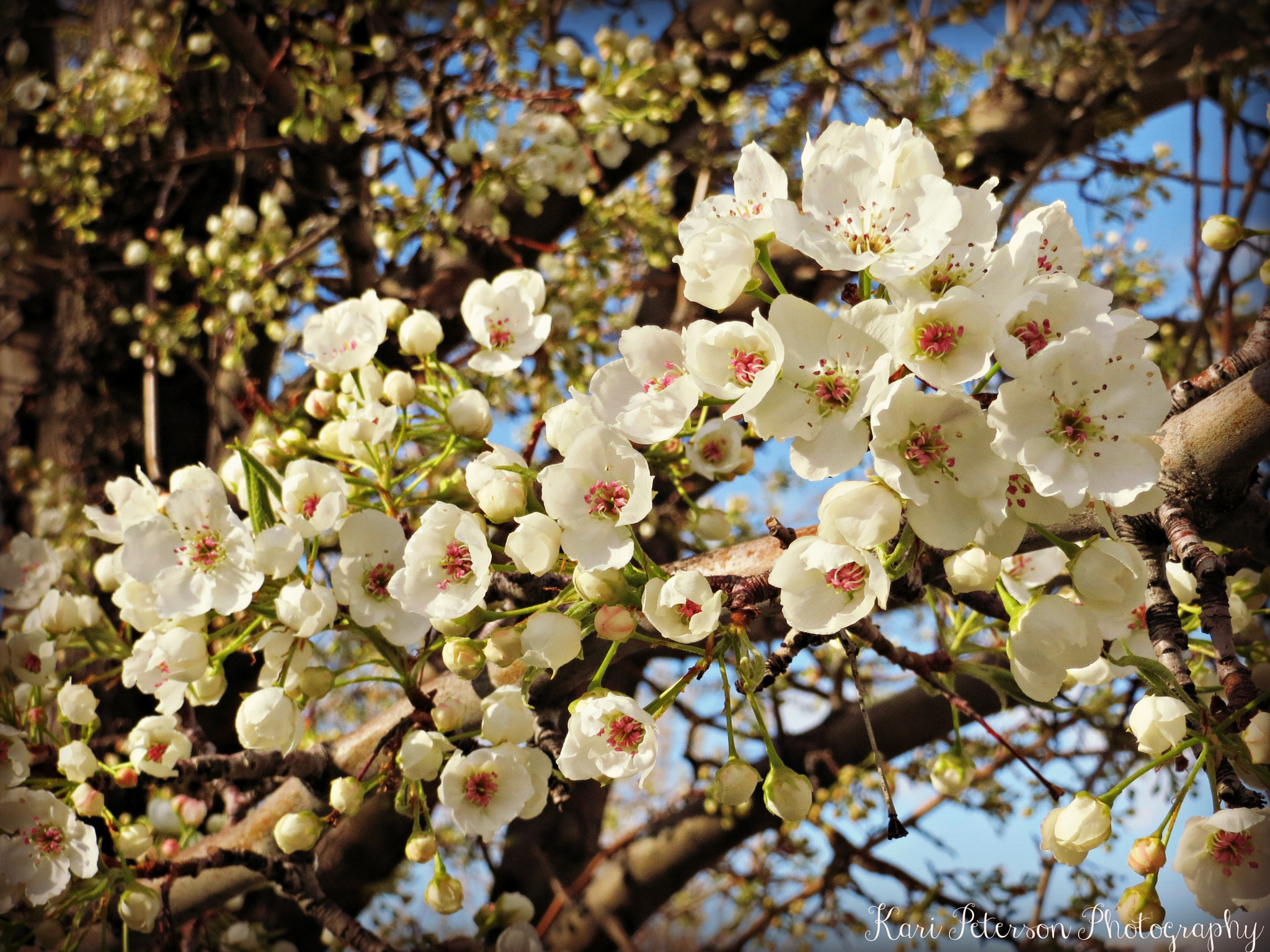 Canon PowerShot ELPH 520 HS (IXUS 500 HS / IXY 3) sample photo. Blossoms photography