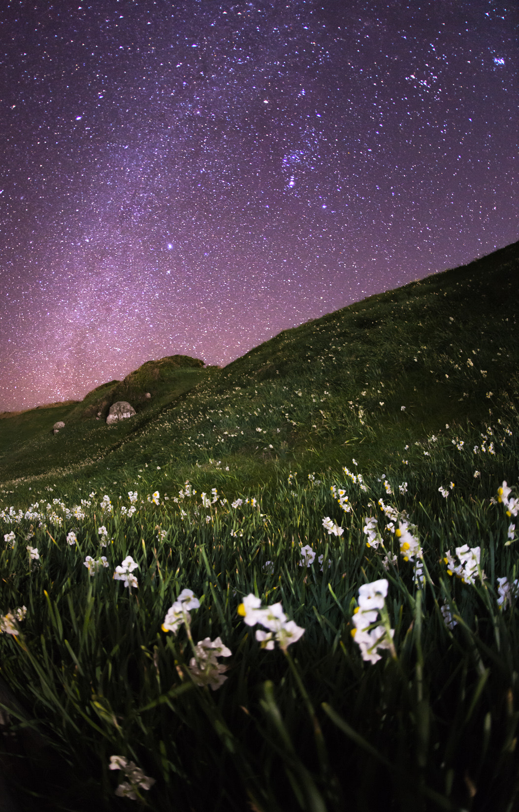 Nikon D610 + Sigma 15mm F2.8 EX DG Diagonal Fisheye sample photo. The season of the narcissus photography