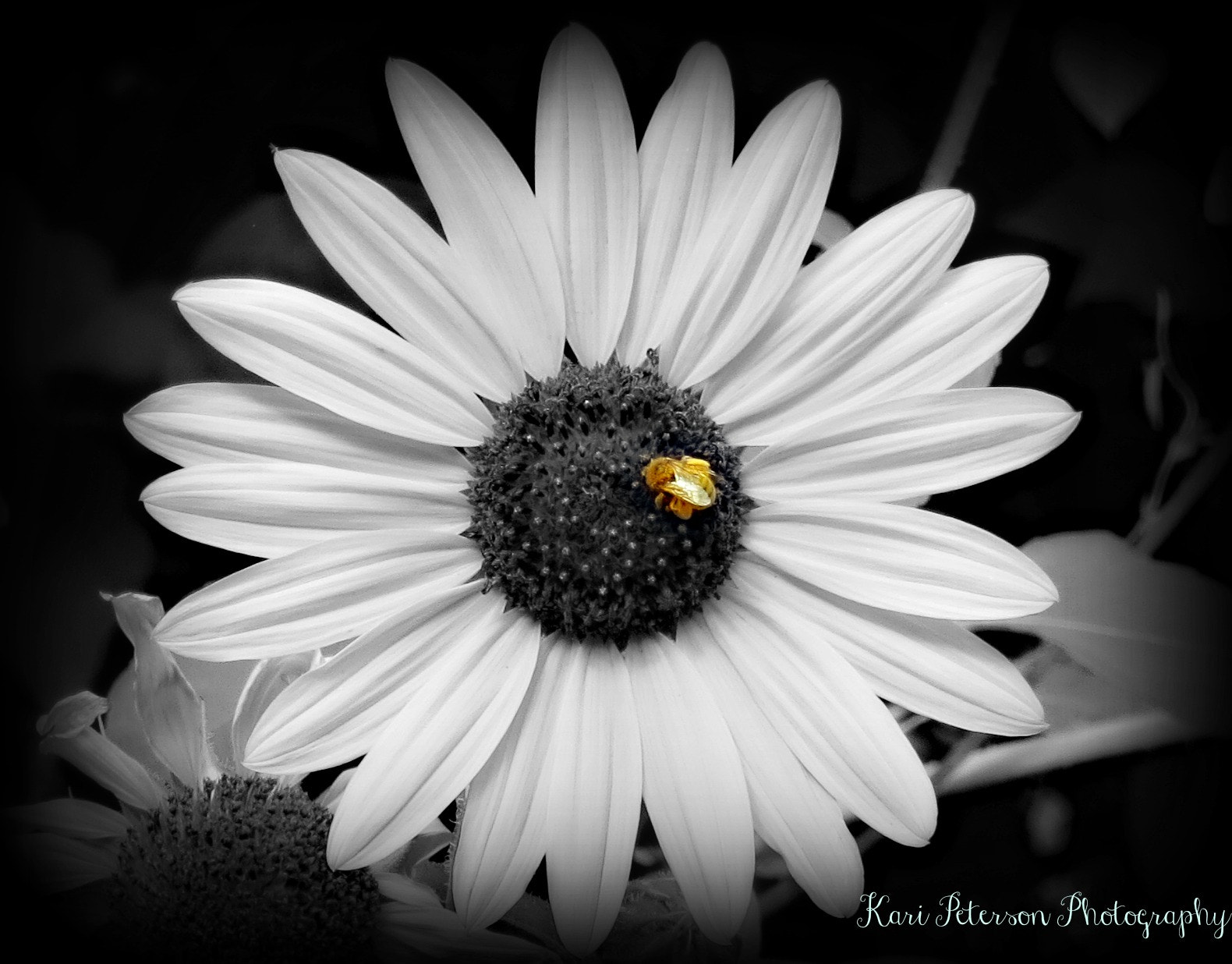 Canon PowerShot ELPH 520 HS (IXUS 500 HS / IXY 3) sample photo. Bee on a daisy photography