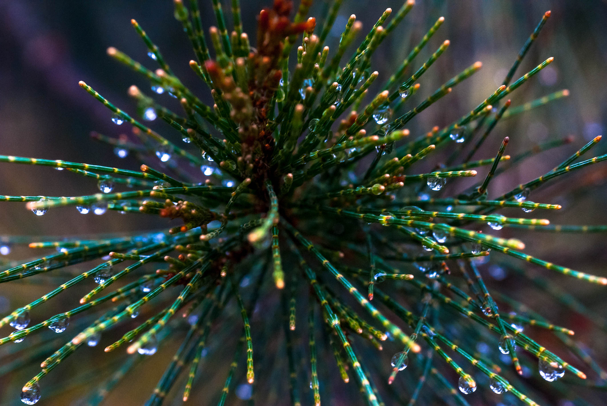 AF Micro-Nikkor 60mm f/2.8 sample photo. Pinedrops photography