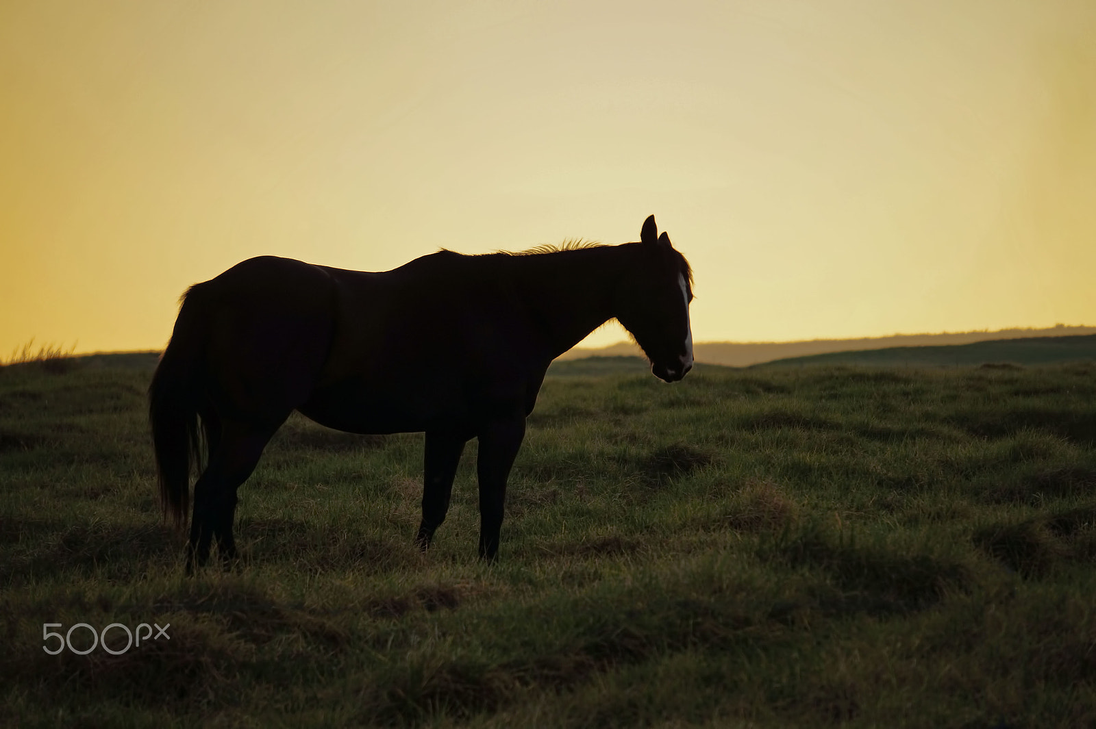 Sony Alpha a3000 + Sony E 55-210mm F4.5-6.3 OSS sample photo. Silhouetted horse against the sunrise photography