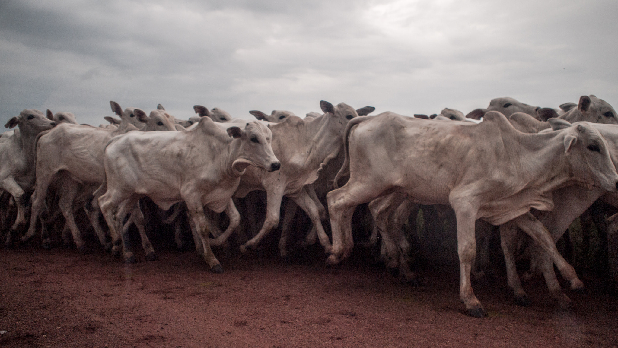 Olympus PEN E-P1 + Olympus M.Zuiko Digital 17mm F2.8 Pancake sample photo. Cattle photography