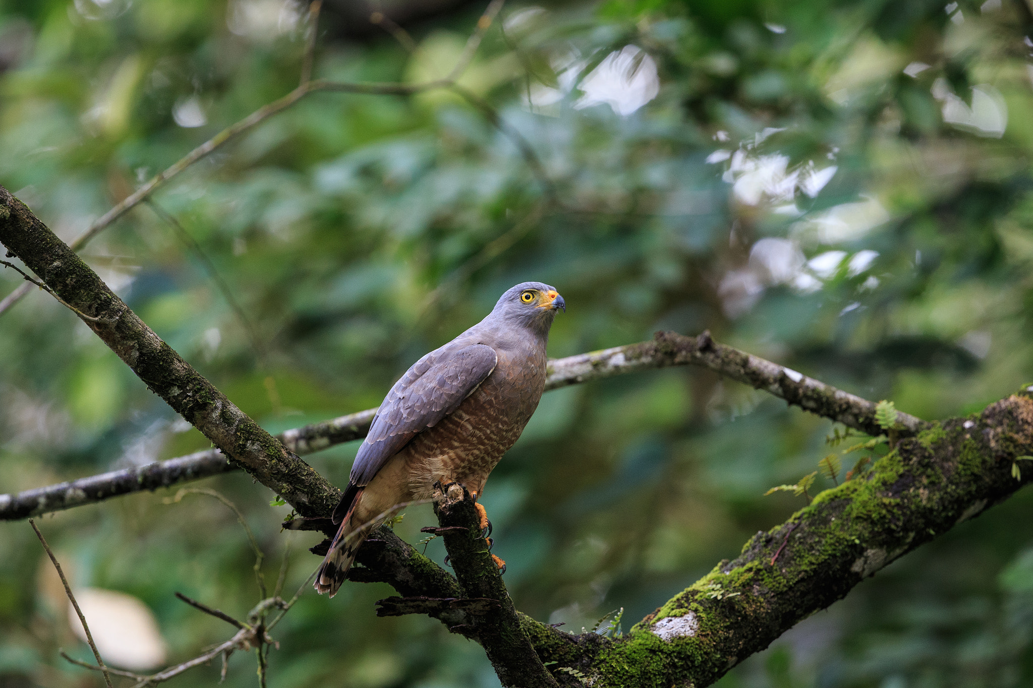 Canon EF 400mm F4 DO IS II USM sample photo. Rupornis magnirostris photography