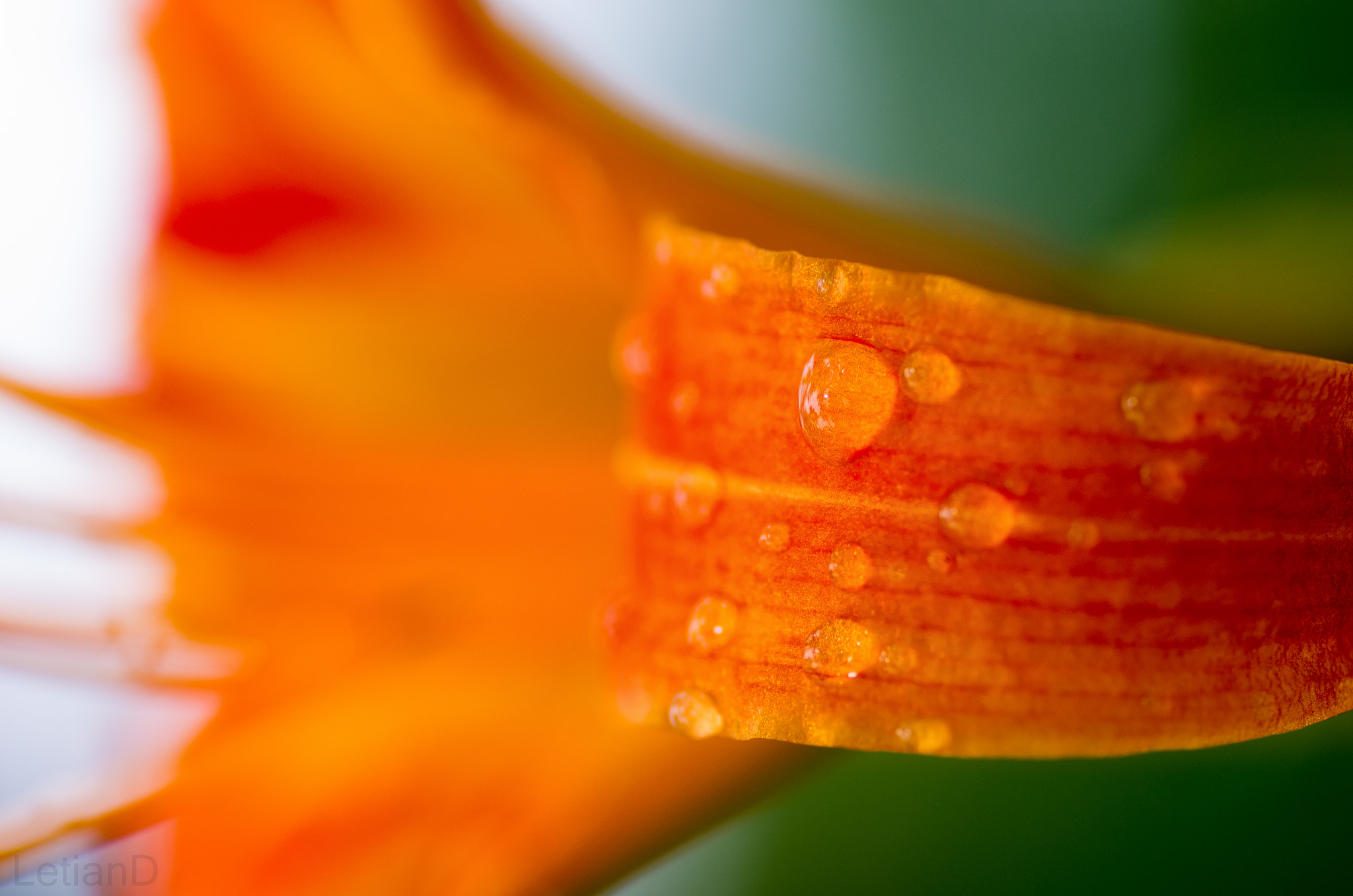 Pentax K-5 II sample photo. Daylily closeup photography