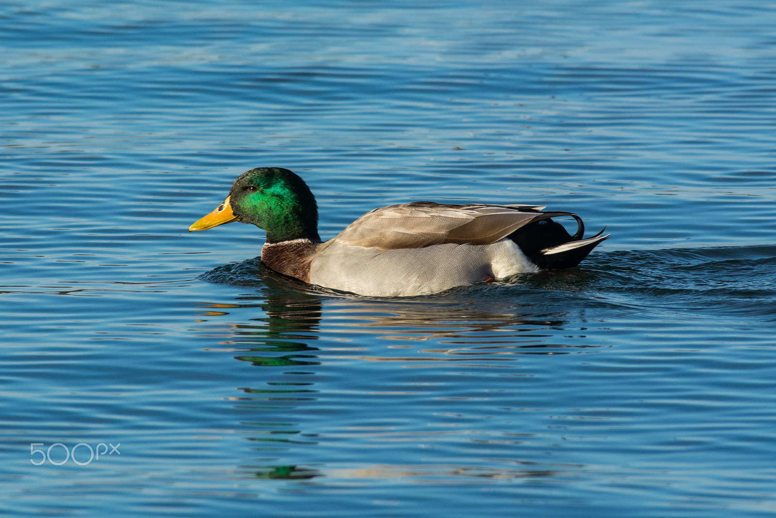 Tokina AT-X 304 AF (AF 300mm f/4.0) sample photo. Duck on havasu lake photography