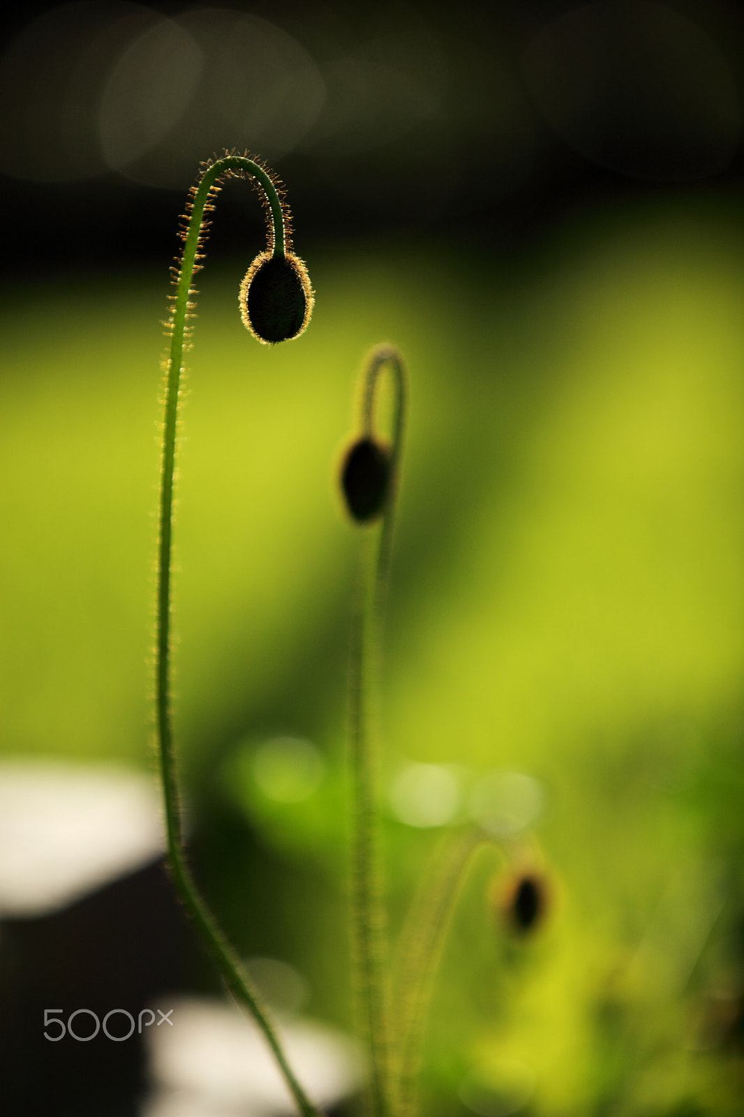 Canon EF 70-200mm F2.8L IS II USM sample photo. Green lamp photography