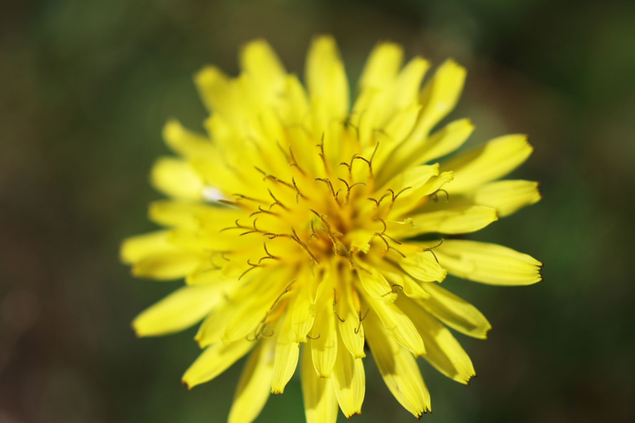 HD Pentax DA 35mm F2.8 Macro Limited sample photo. Dandelion photography