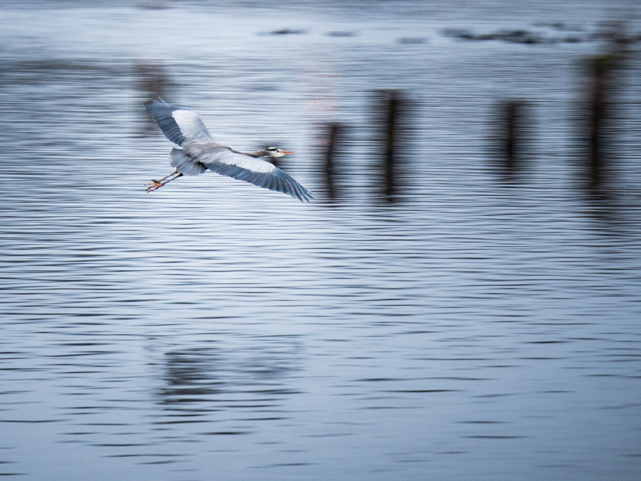 Panasonic Lumix G X Vario 35-100mm F2.8 OIS sample photo. Heron flying at juanita bay photography