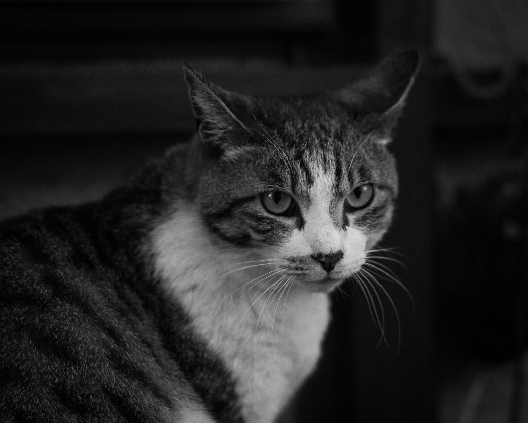 Pentax smc FA 77mm 1.8 Limited sample photo. Bright eyes photography