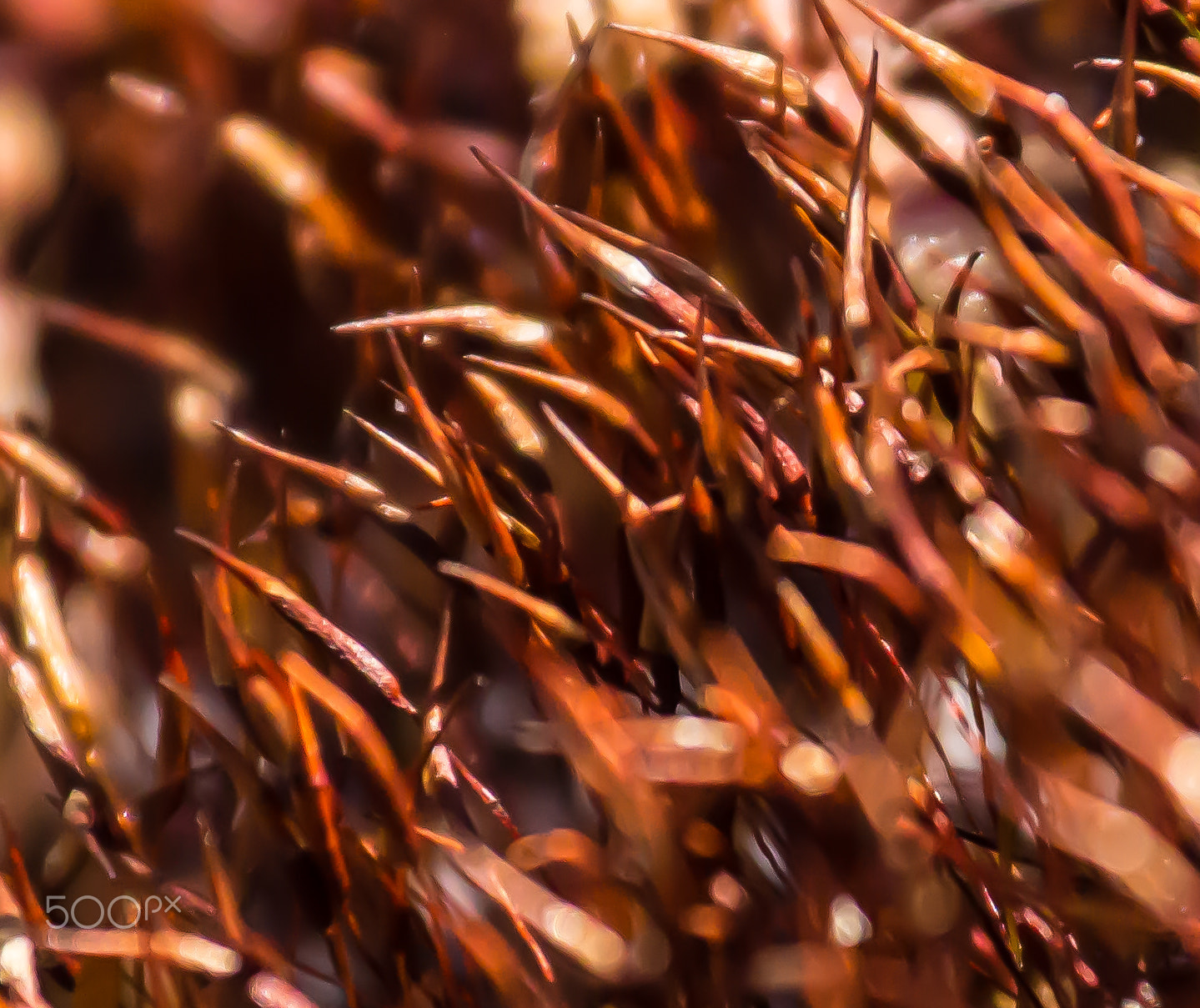Canon EF 70-200mm F4L IS USM sample photo. Beneath your feet photography