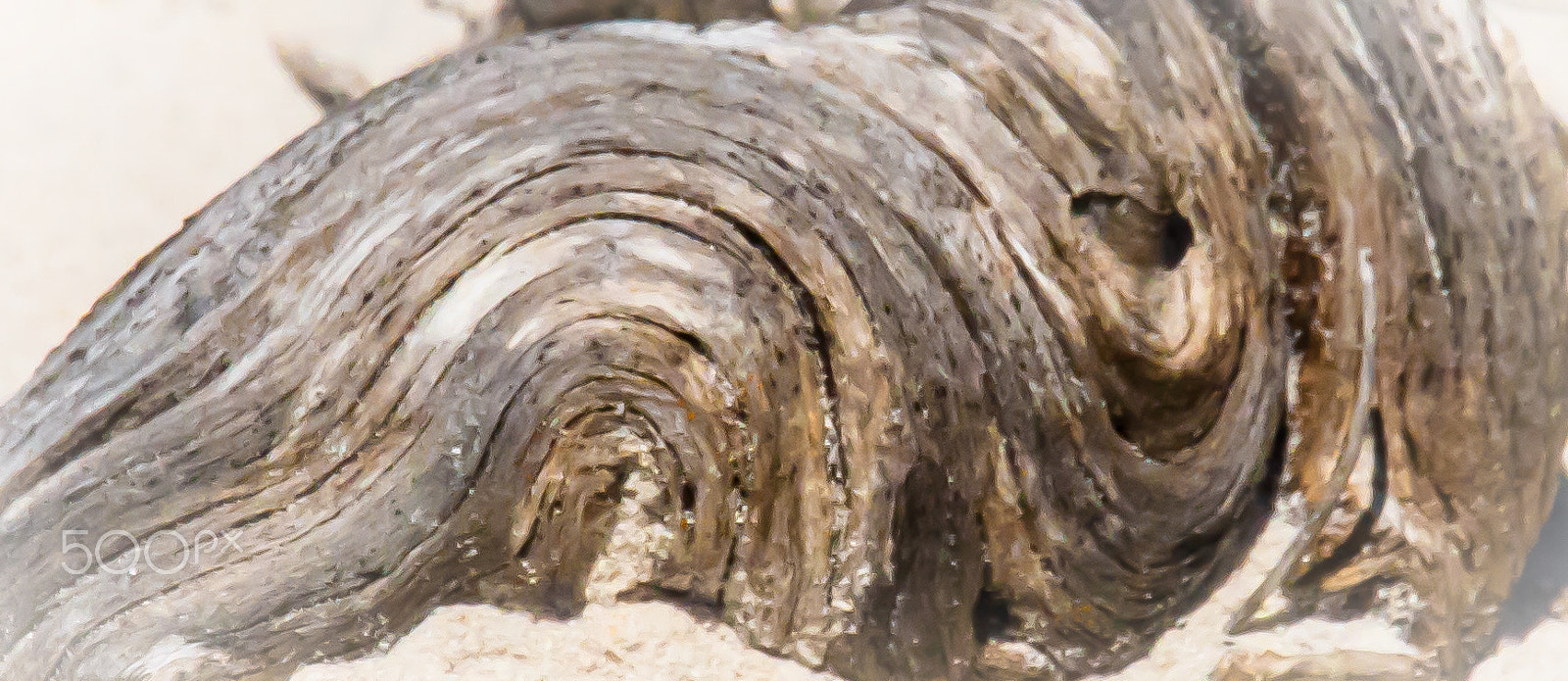 Canon EF 70-200mm F4L IS USM sample photo. Driftwood photography