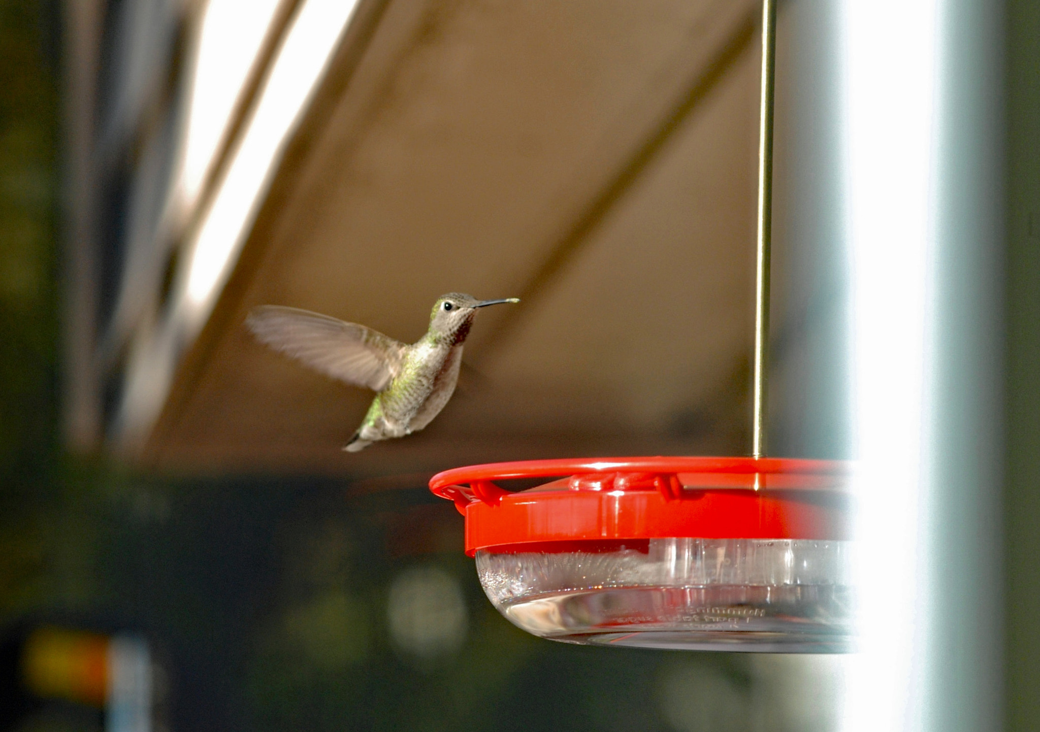 Nikon AF-Nikkor 80-200mm F2.8D ED sample photo. Coming for lunch photography