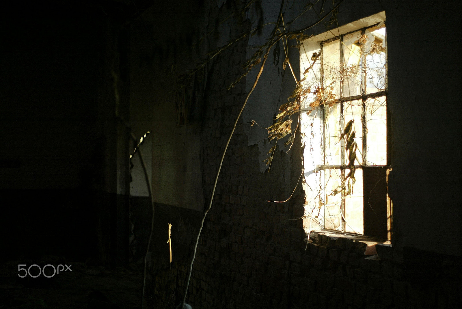 Canon EOS-1D sample photo. Eao photography