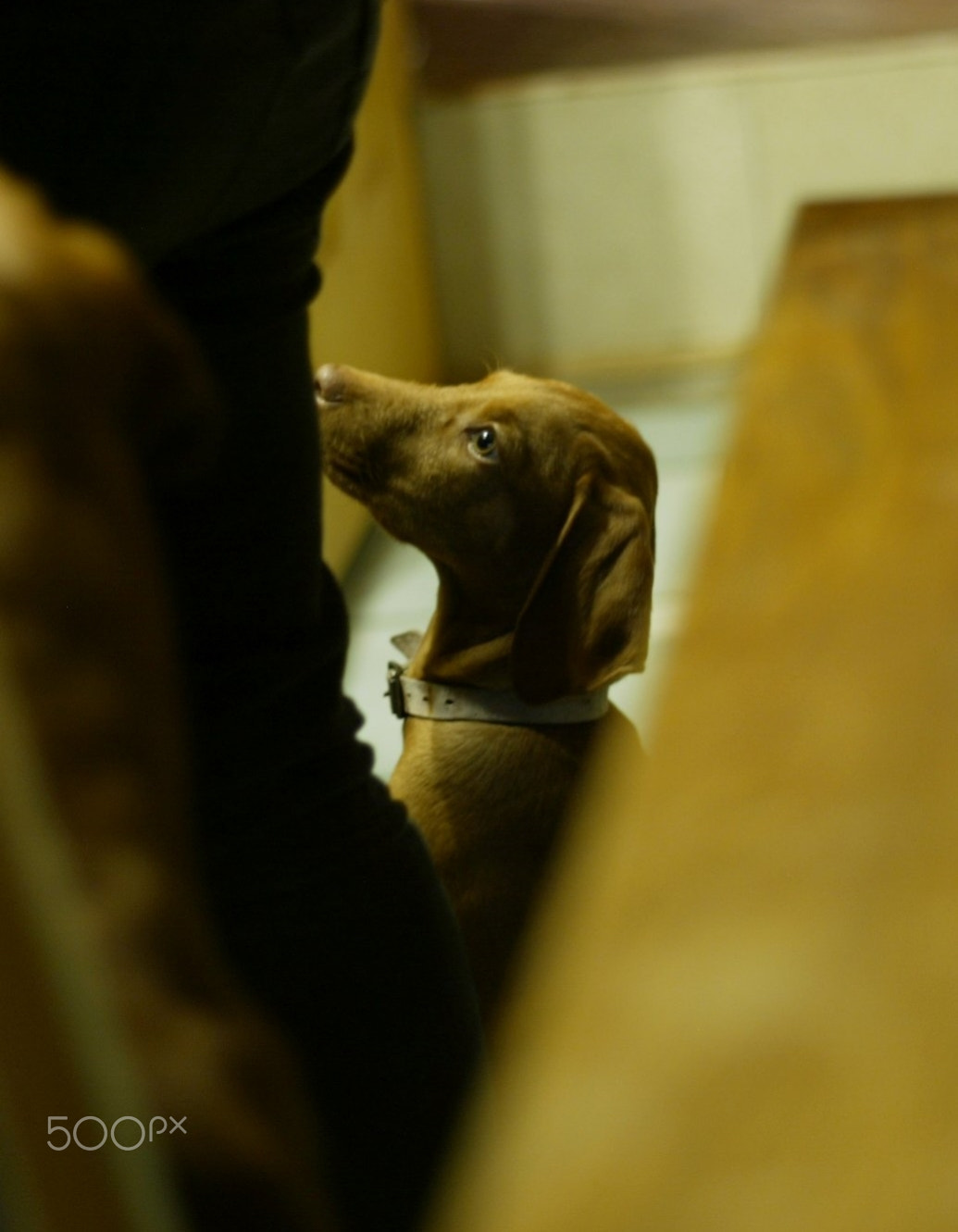 Canon EOS-1D sample photo. Sammy the hungarian vizsla. photography