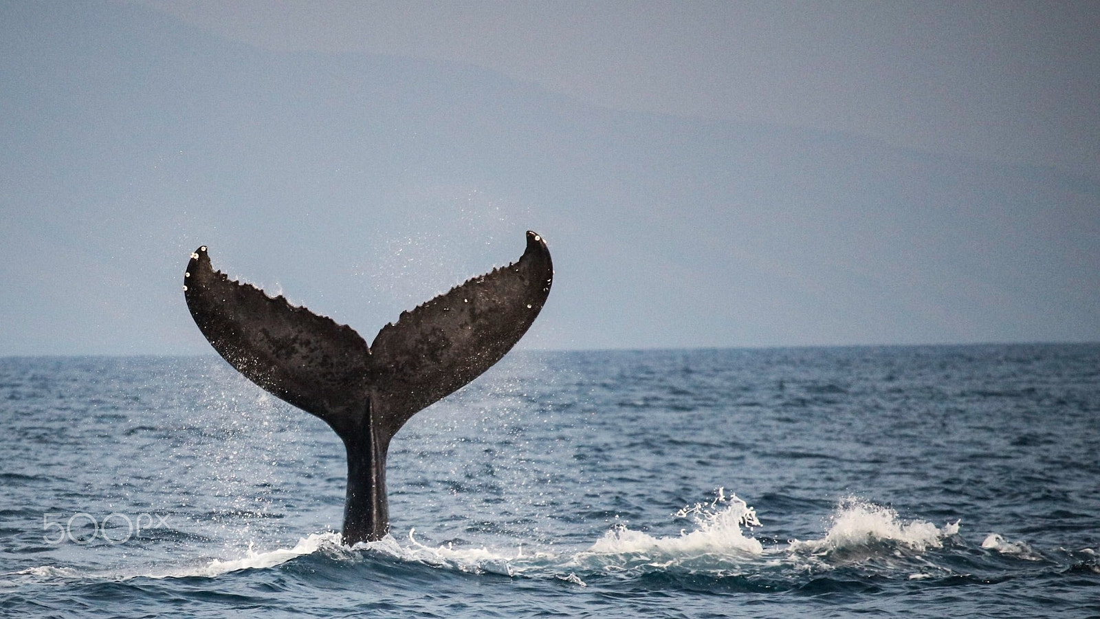 Canon EF-S 55-250mm F4-5.6 IS STM sample photo. Whale tail photography