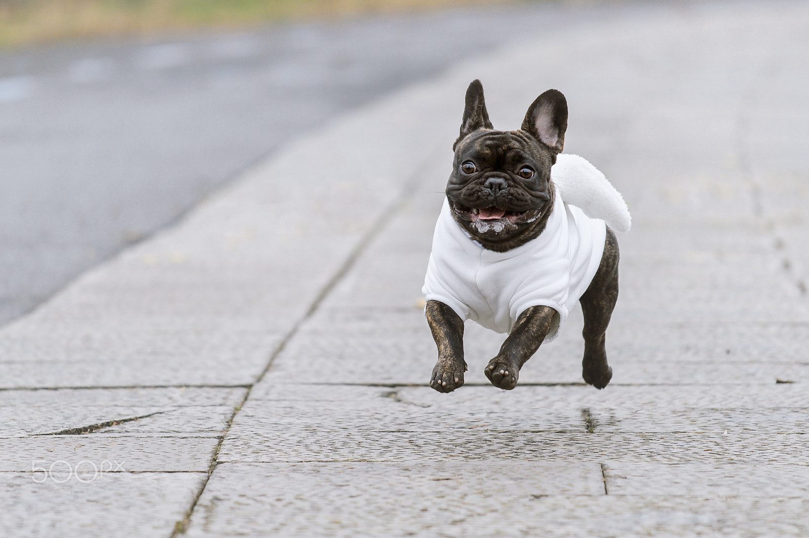 Nikon AF-S Nikkor 70-200mm F4G ED VR sample photo. Happy french bulldog photography