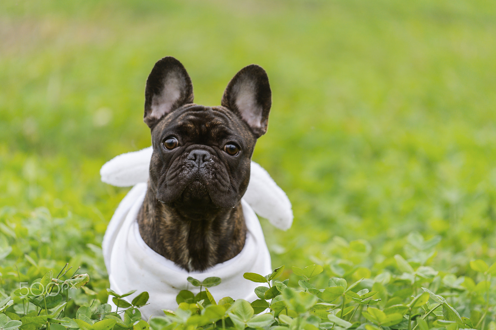Nikon AF-S Nikkor 70-200mm F4G ED VR sample photo. Happy french bulldog photography