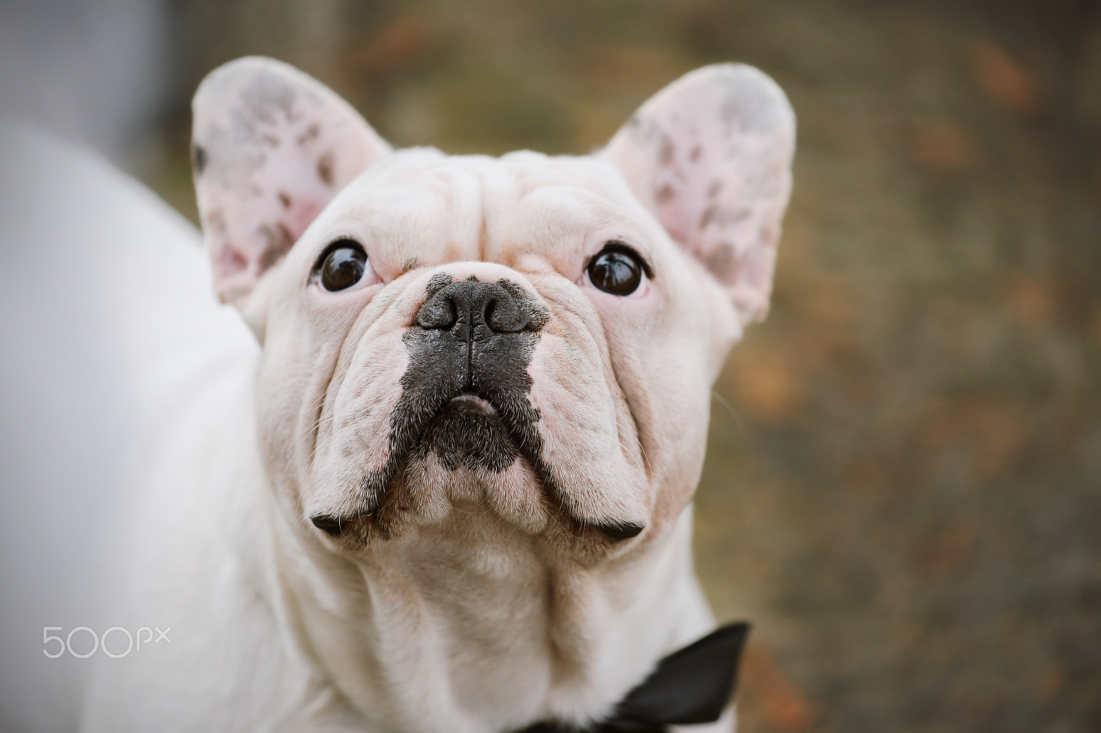 Nikon AF-S Nikkor 70-200mm F4G ED VR sample photo. Happy french bulldog photography