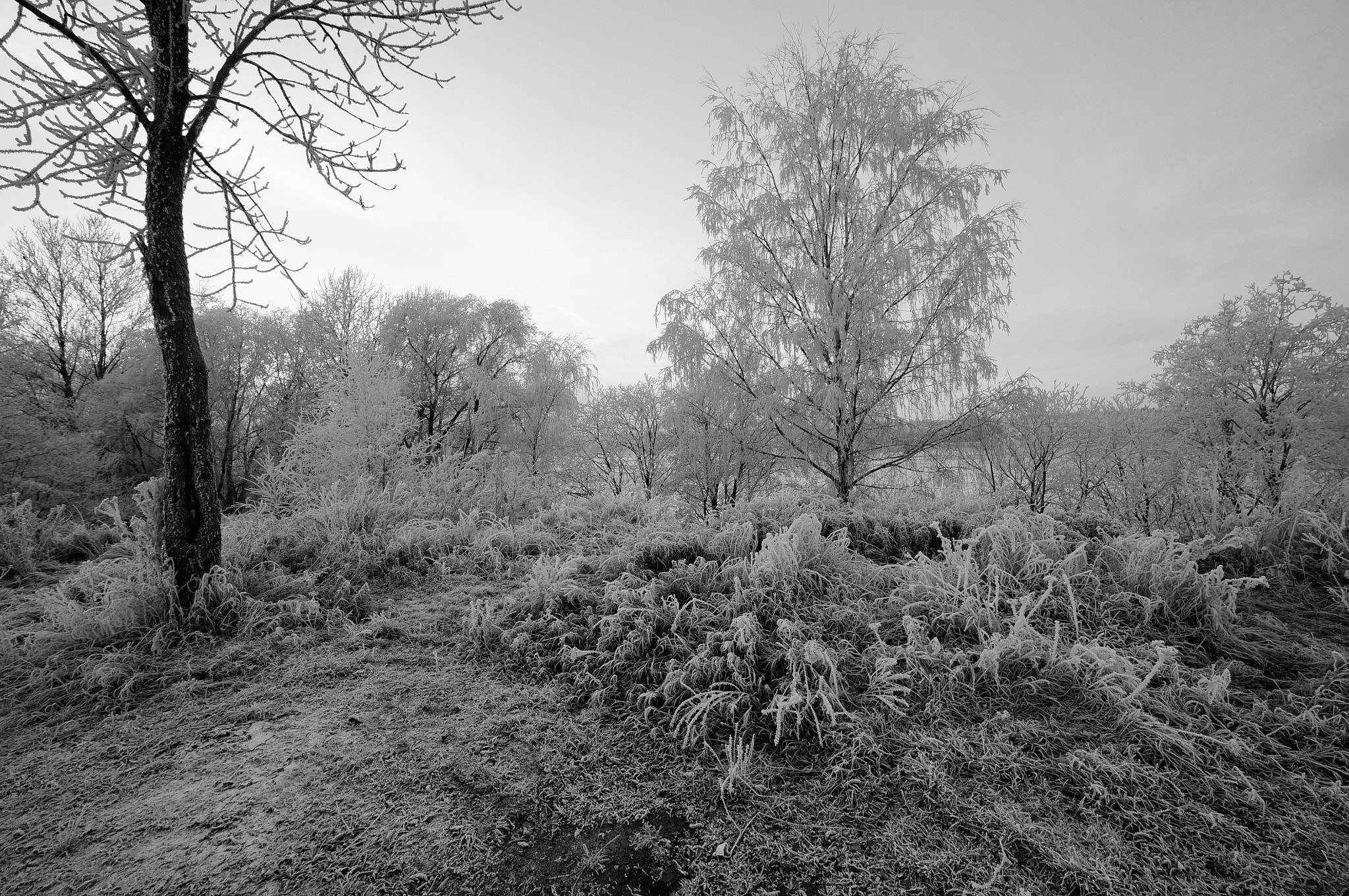 Sony Alpha NEX-5N + Sony E 10-18mm F4 OSS sample photo. Frost. photography