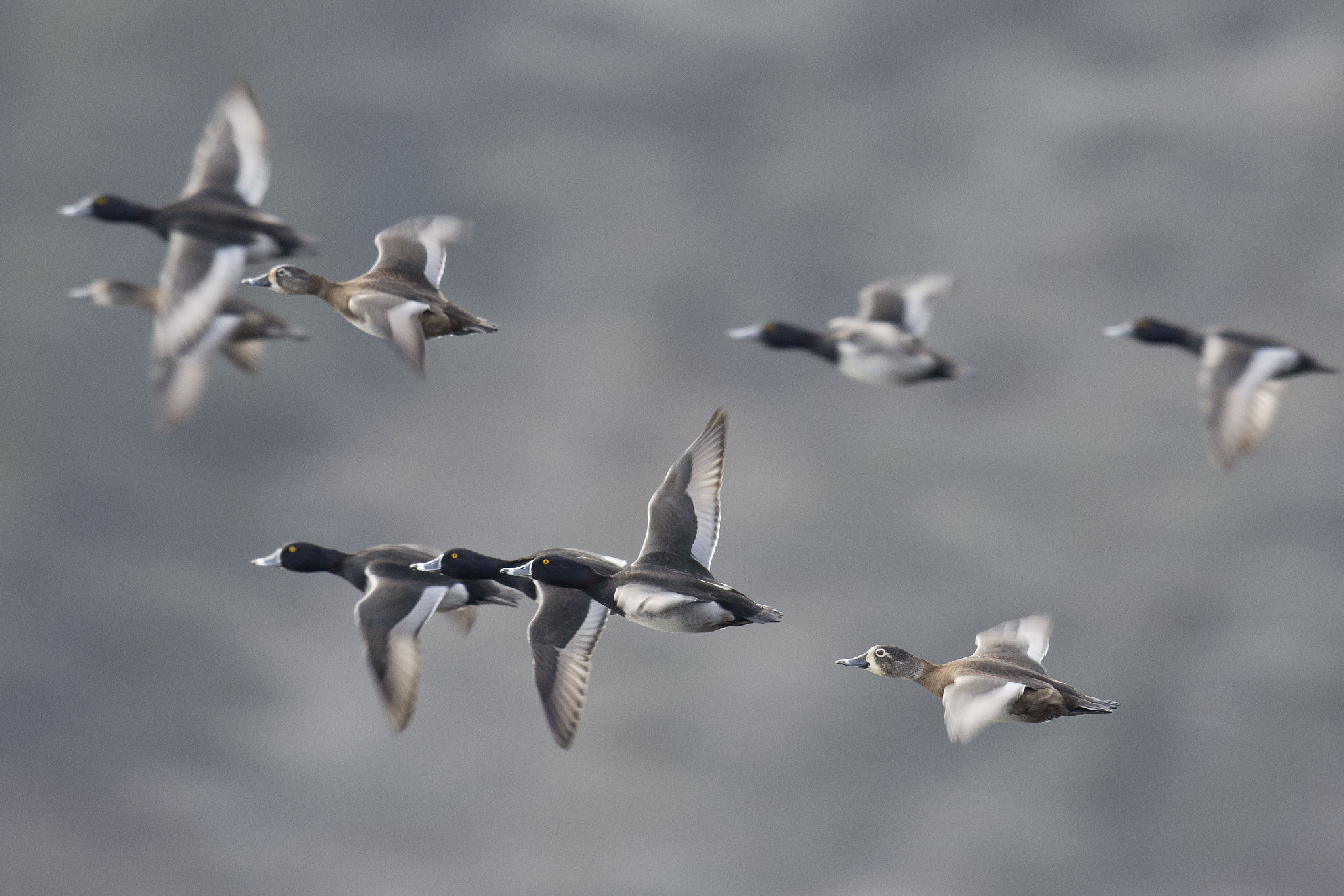 Nikon D7200 + Nikon AF-S Nikkor 500mm F4G ED VR sample photo. Ring-necked duck photography