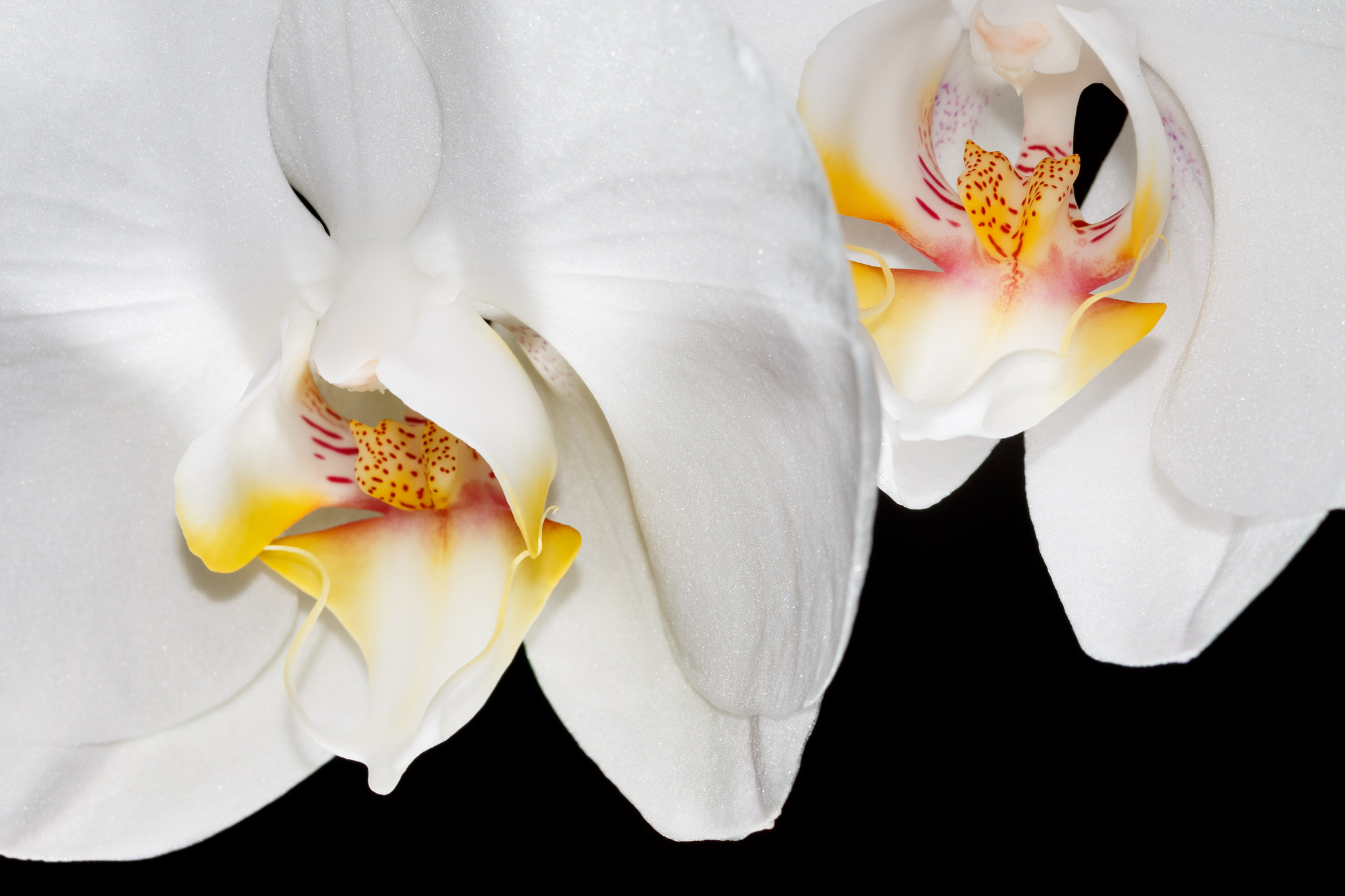 Canon EOS 70D + Sigma 105mm F2.8 EX DG Macro sample photo. Twin beauty photography