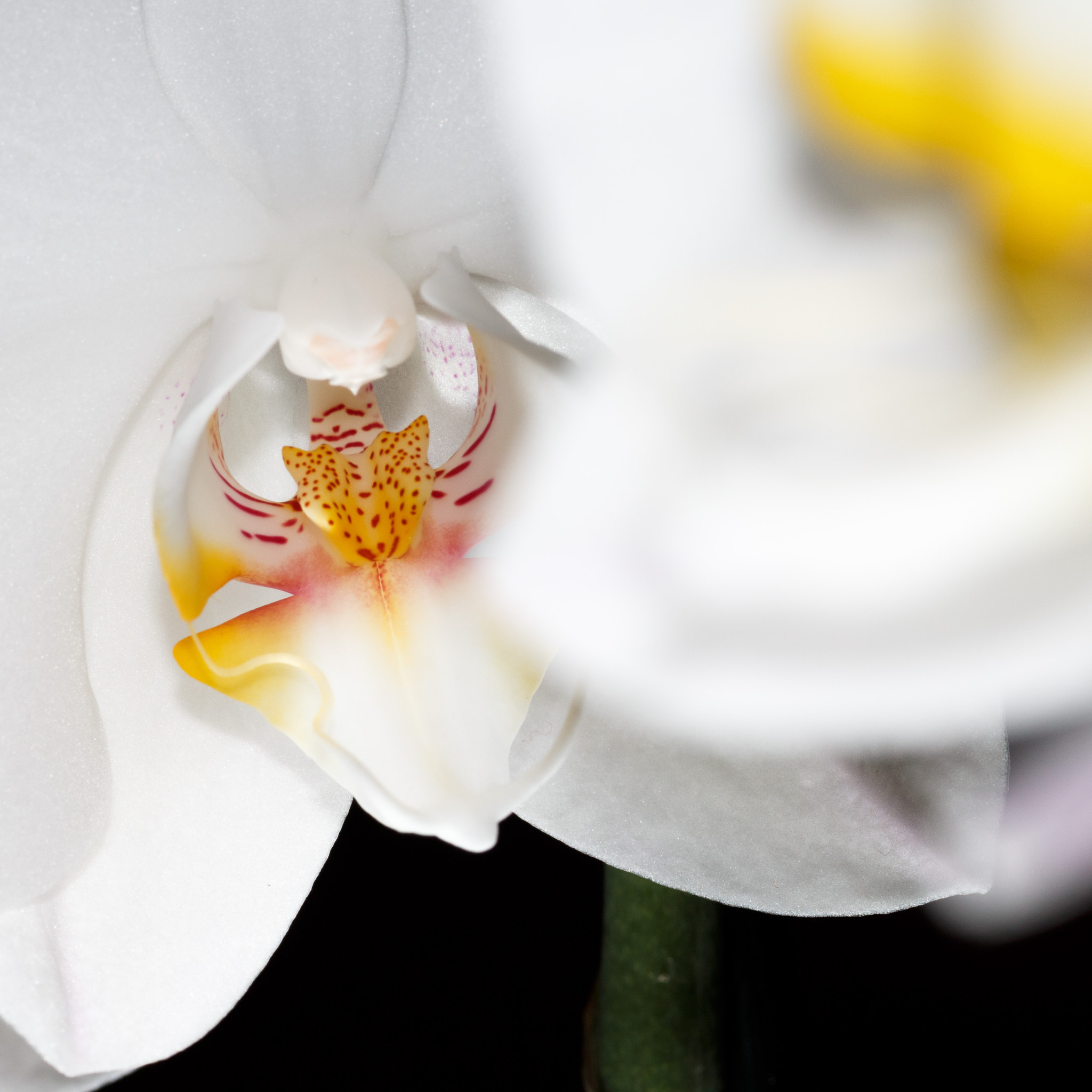 Canon EOS 70D + Sigma 105mm F2.8 EX DG Macro sample photo. Staring at you photography